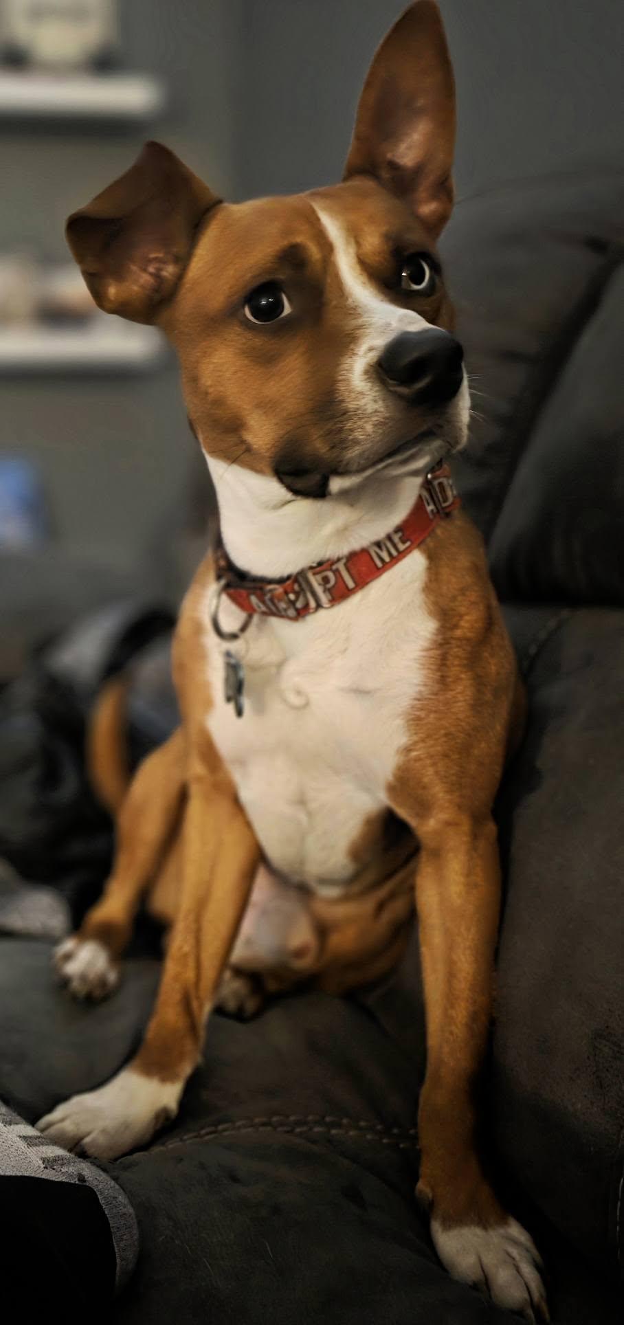 Burner, an adoptable mixed breed in Overland Park, KS image 5/5