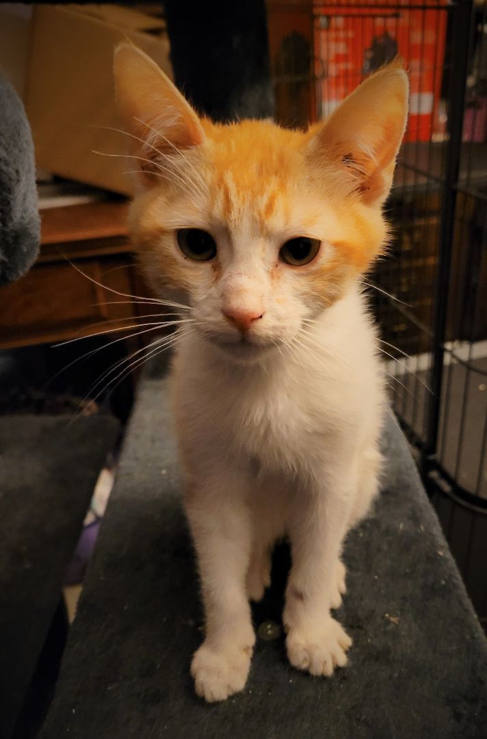 Clark, Adoptable, Young Male Domestic Short Hair.