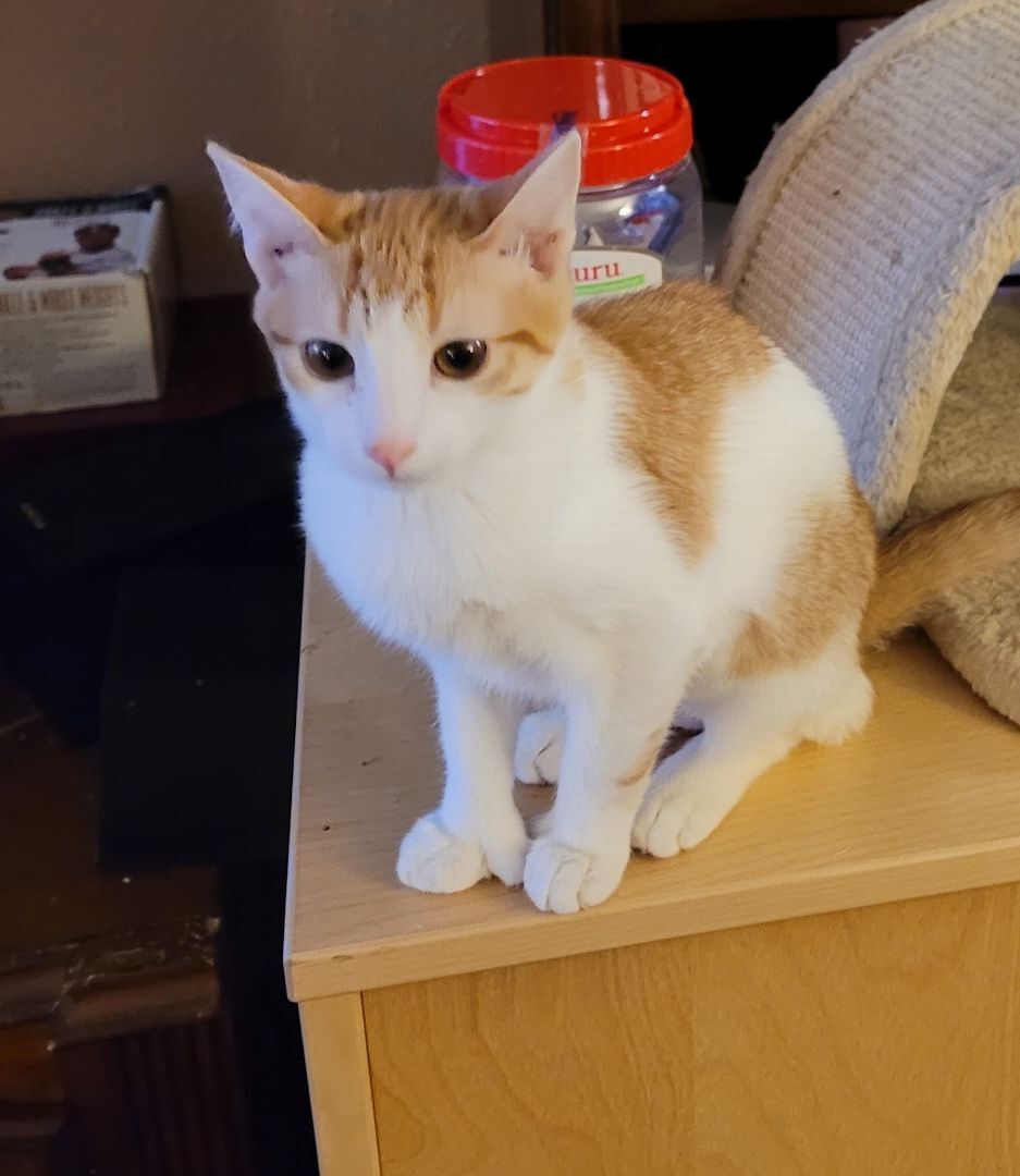 Enlarge Clark, a Adoptable Domestic Short Hair in RIVERSIDE, CA image 2/6