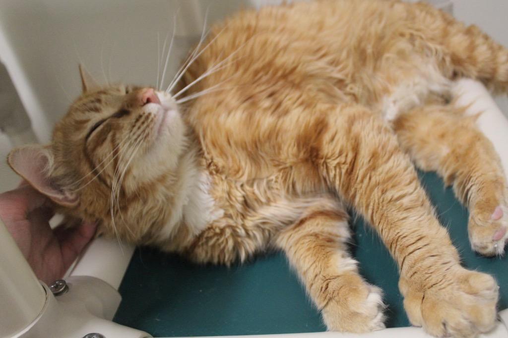 Goldfish, Adoptable, Adult Male Domestic Medium Hair.