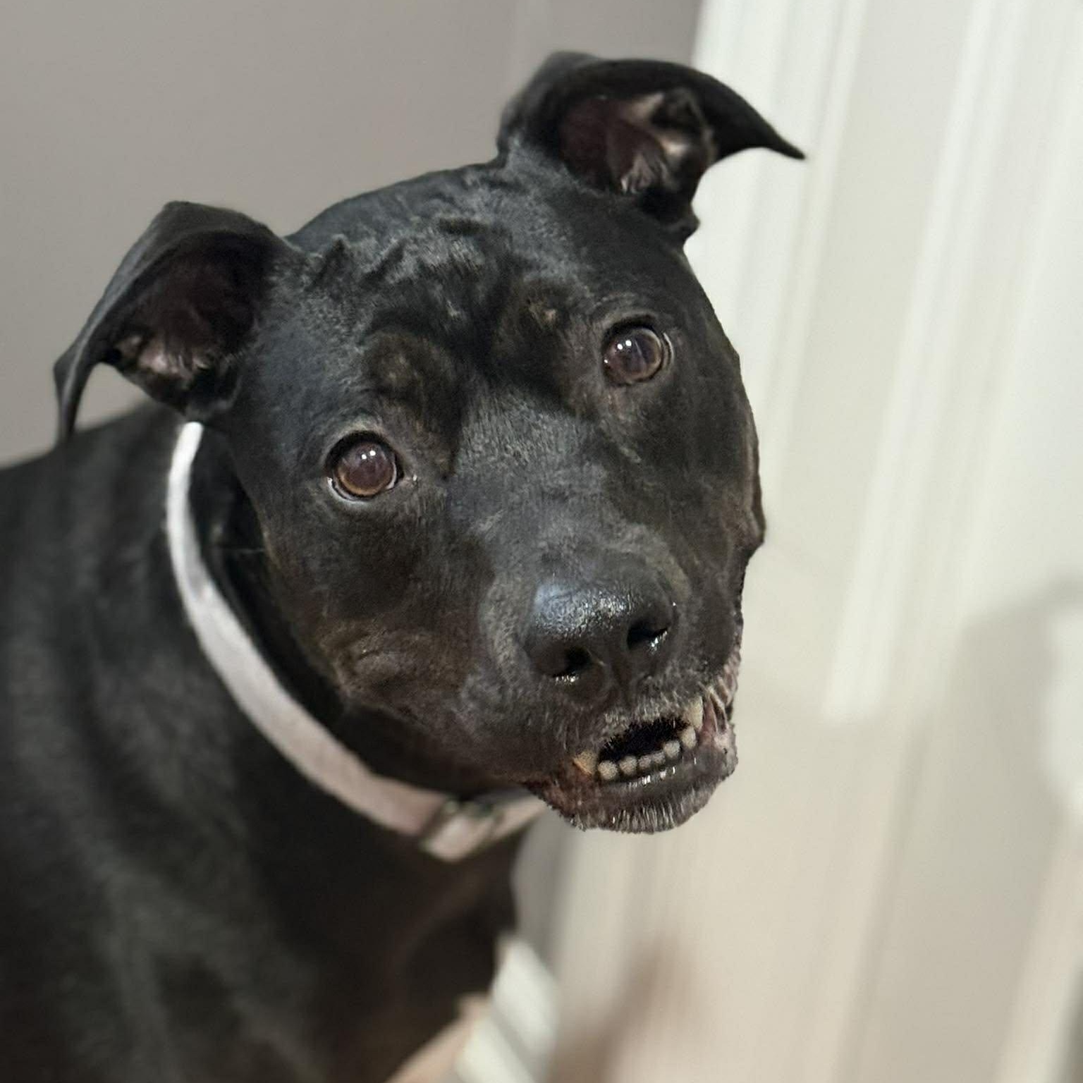 Enlarge Pepper $99 ADOPTION FEE, a ADOPTABLE mixed breed in Scarborough, ON image 4/6
