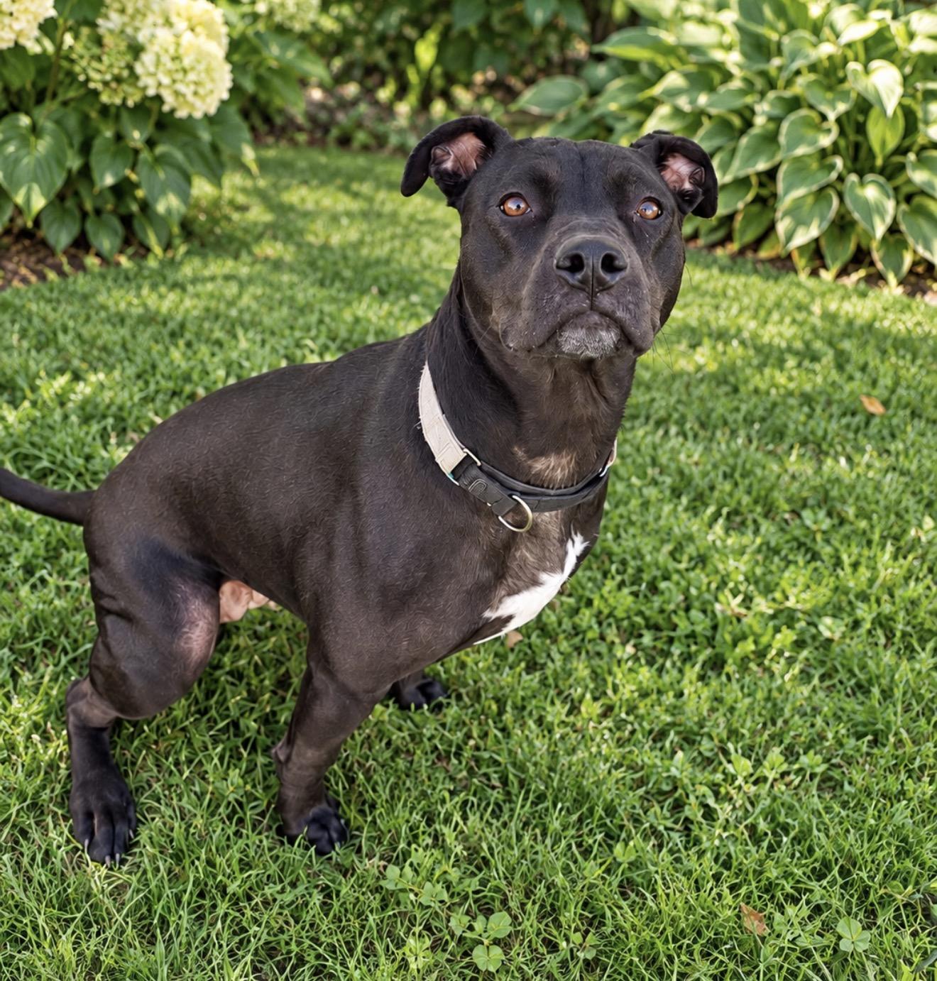 Enlarge Pepper 99.00. ADOPTION FEE, a Adoptable mixed breed in Scarborough, ON image 3/6