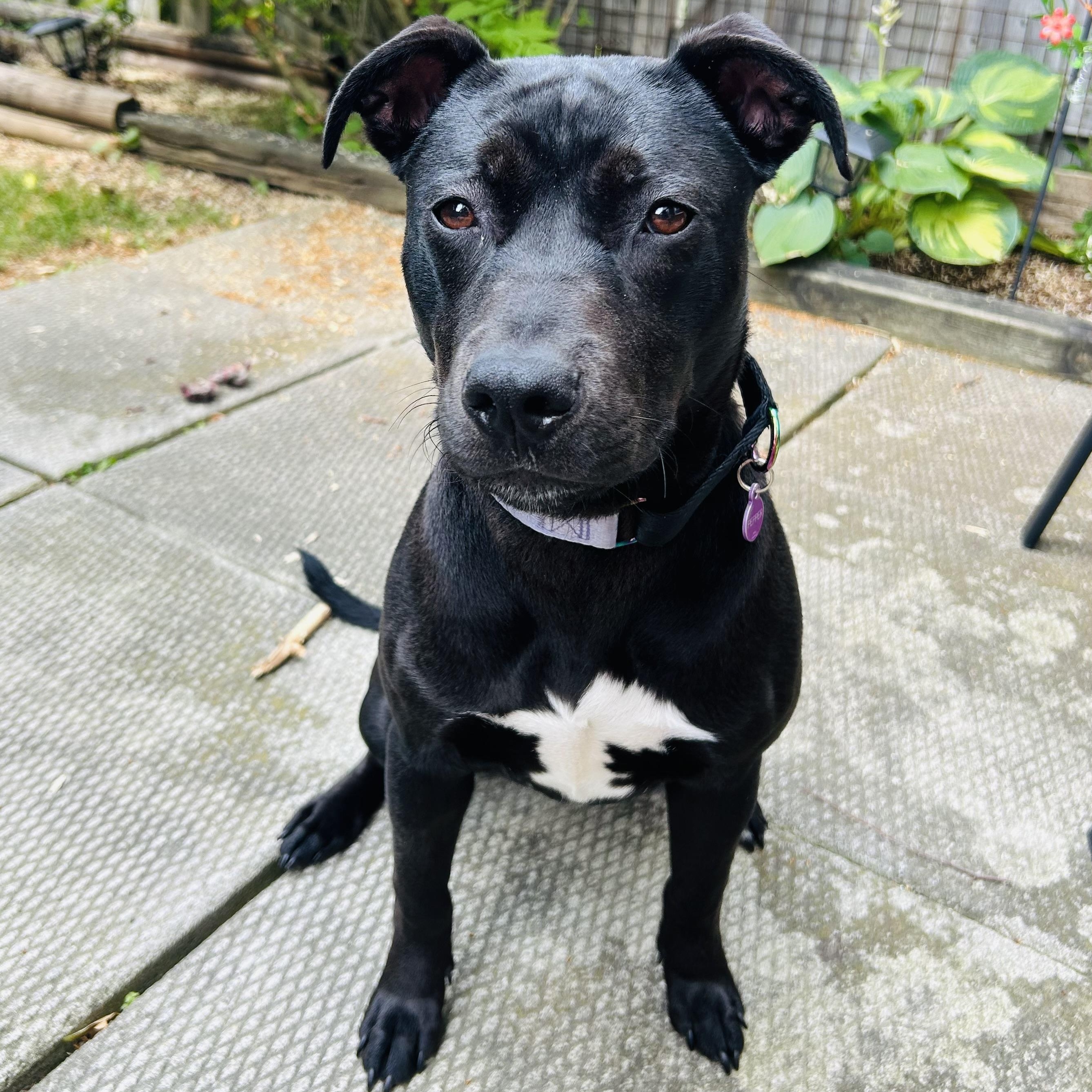 Enlarge Pepper $99 ADOPTION FEE, a ADOPTABLE mixed breed in Scarborough, ON image 3/6