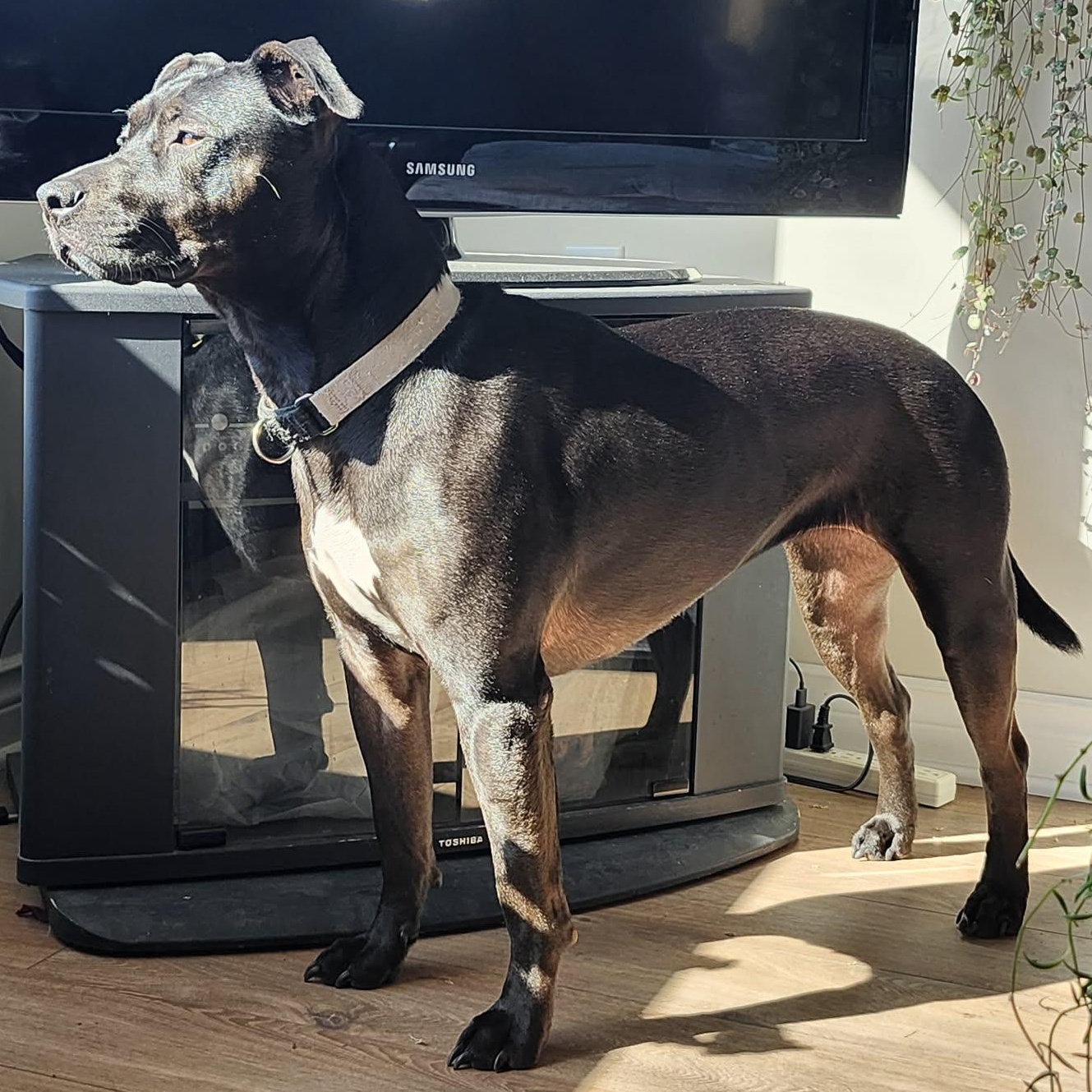 Enlarge Pepper $99 ADOPTION FEE, a ADOPTABLE mixed breed in Scarborough, ON image 2/6