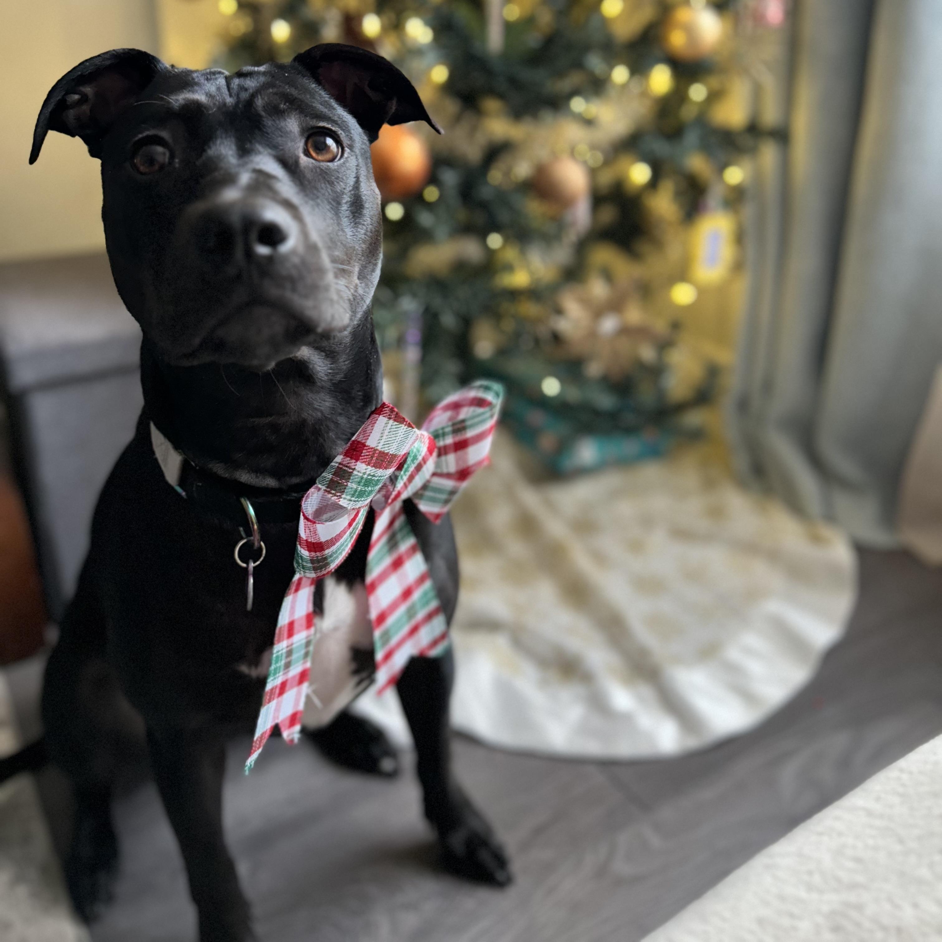 Enlarge Pepper $99 ADOPTION FEE, a ADOPTABLE mixed breed in Scarborough, ON image 1/6