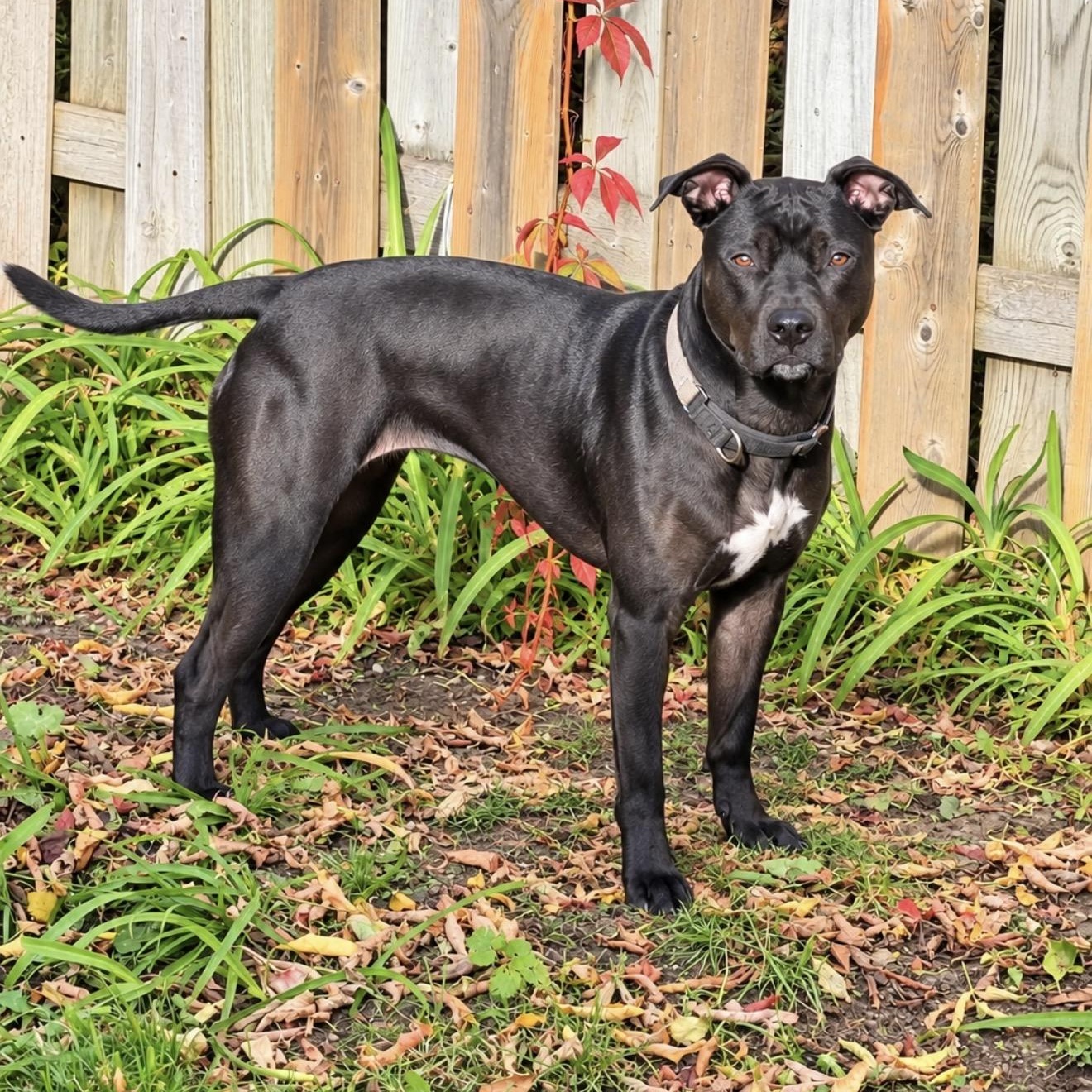 Enlarge Pepper 99.00. ADOPTION FEE, a Adoptable mixed breed in Scarborough, ON image 2/6