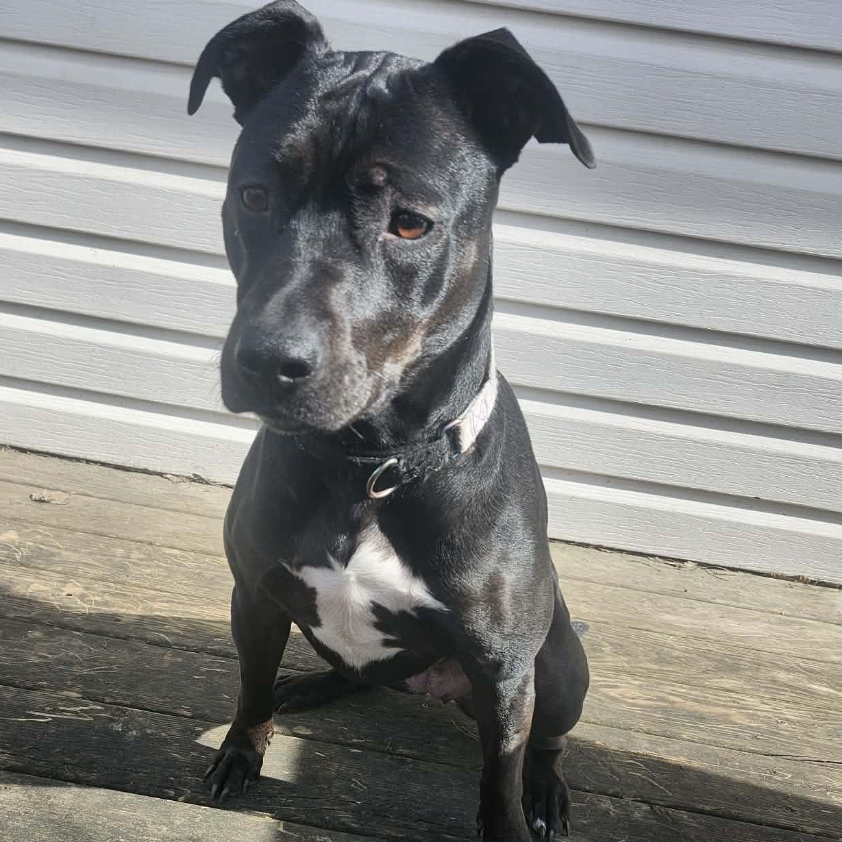 Enlarge Pepper $99 ADOPTION FEE, a ADOPTABLE mixed breed in Scarborough, ON image 5/6