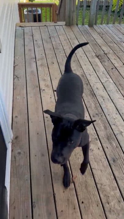 Enlarge Pepper 99.00. ADOPTION FEE, a Adoptable mixed breed in Scarborough, ON video 6/6