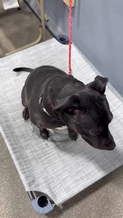 Enlarge Pepper $99 ADOPTION FEE, a ADOPTABLE mixed breed in Scarborough, ON video 6/6