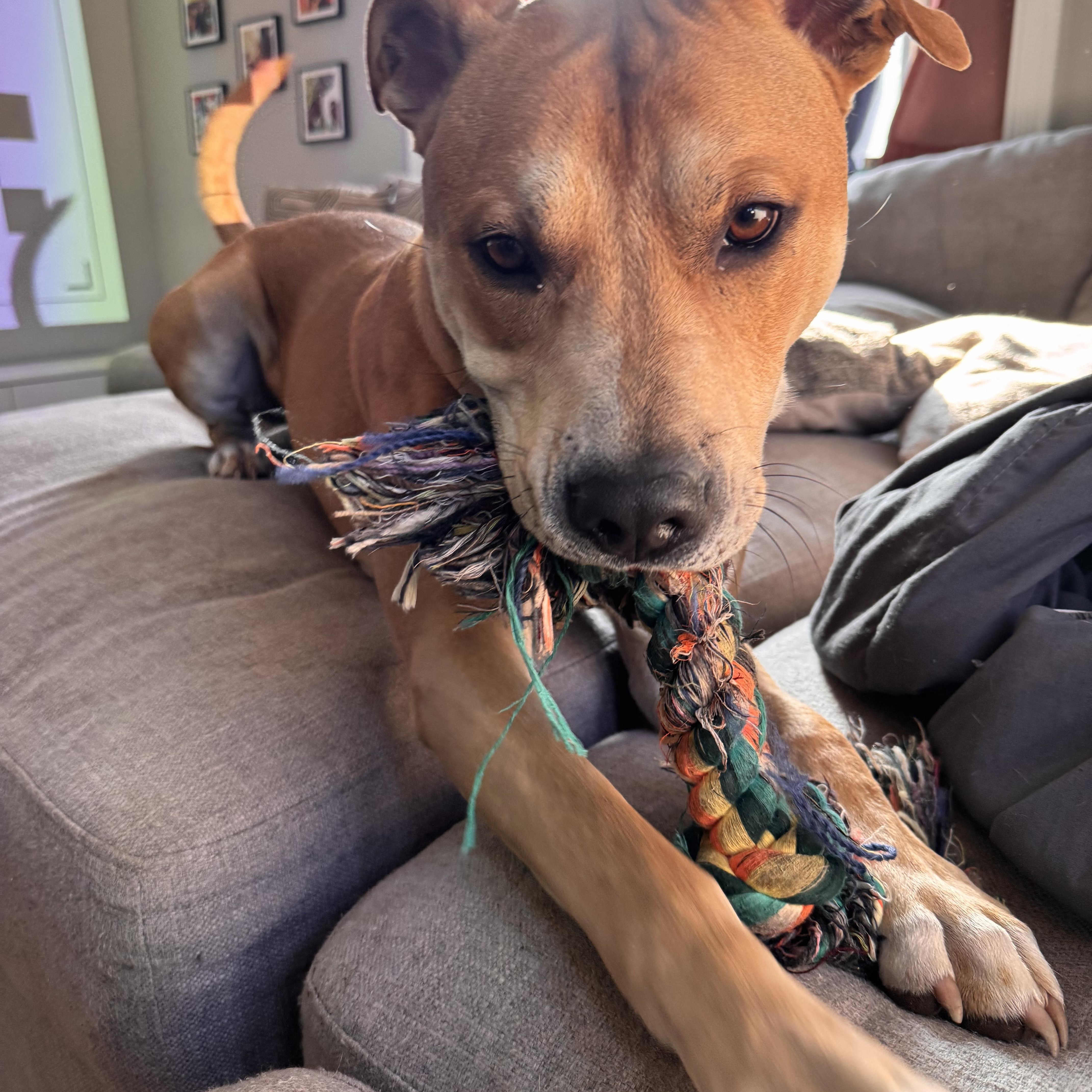 Oliver, a Adoptable mixed breed in Bridgewater, NJ image 3/5