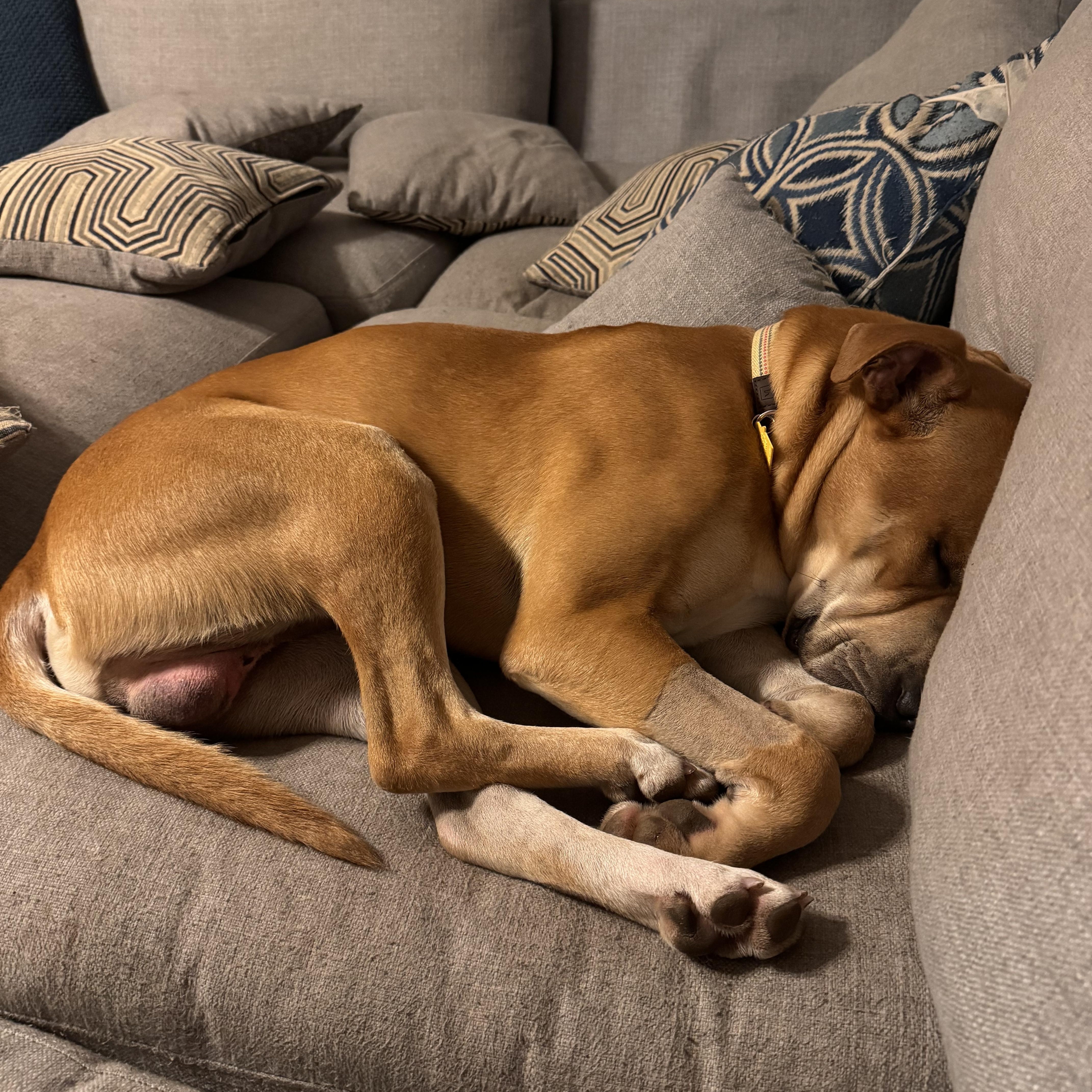 Oliver, a Adoptable mixed breed in Bridgewater, NJ image 4/5