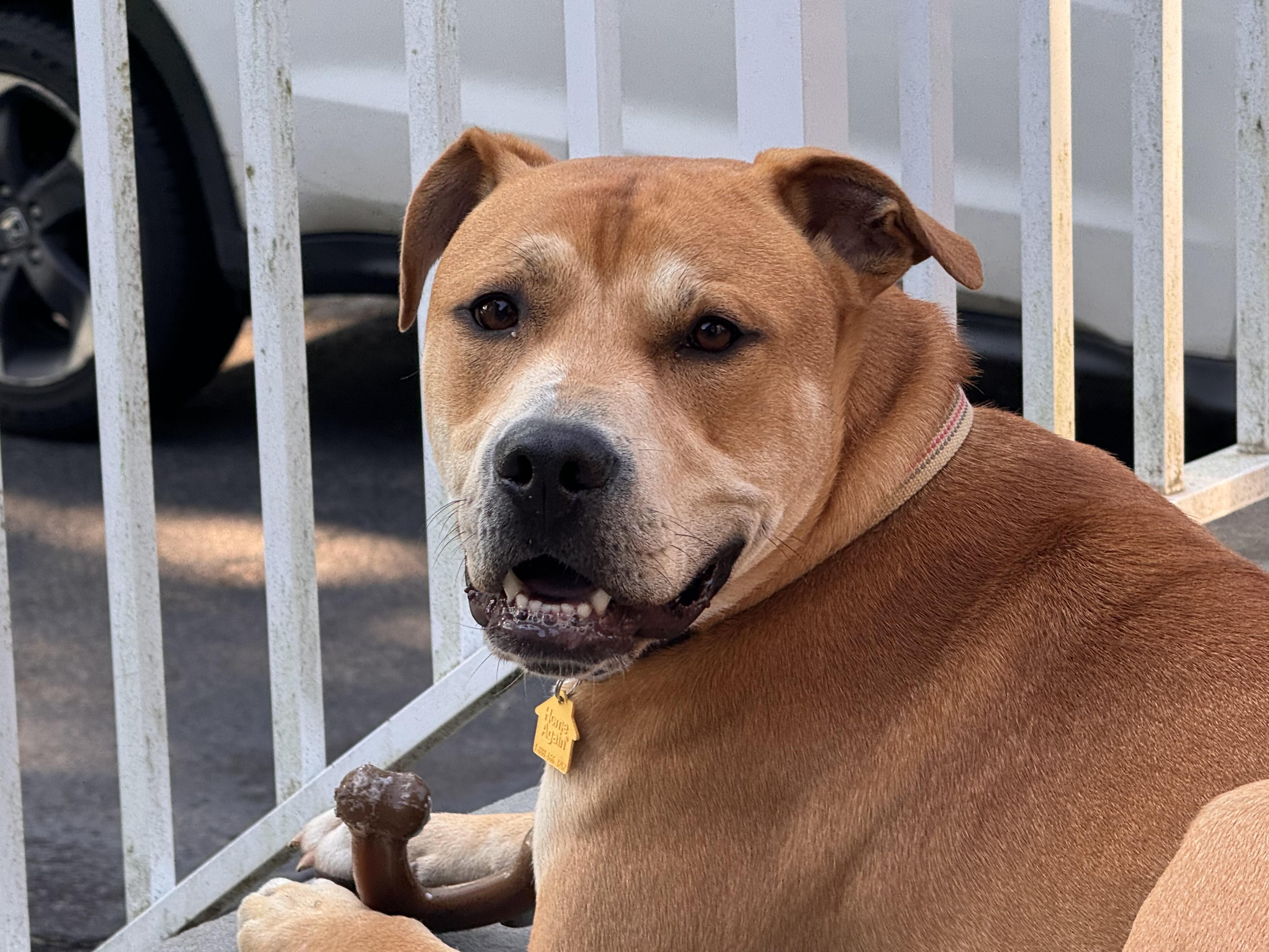 Oliver, a Adoptable mixed breed in Bridgewater, NJ image 2/5