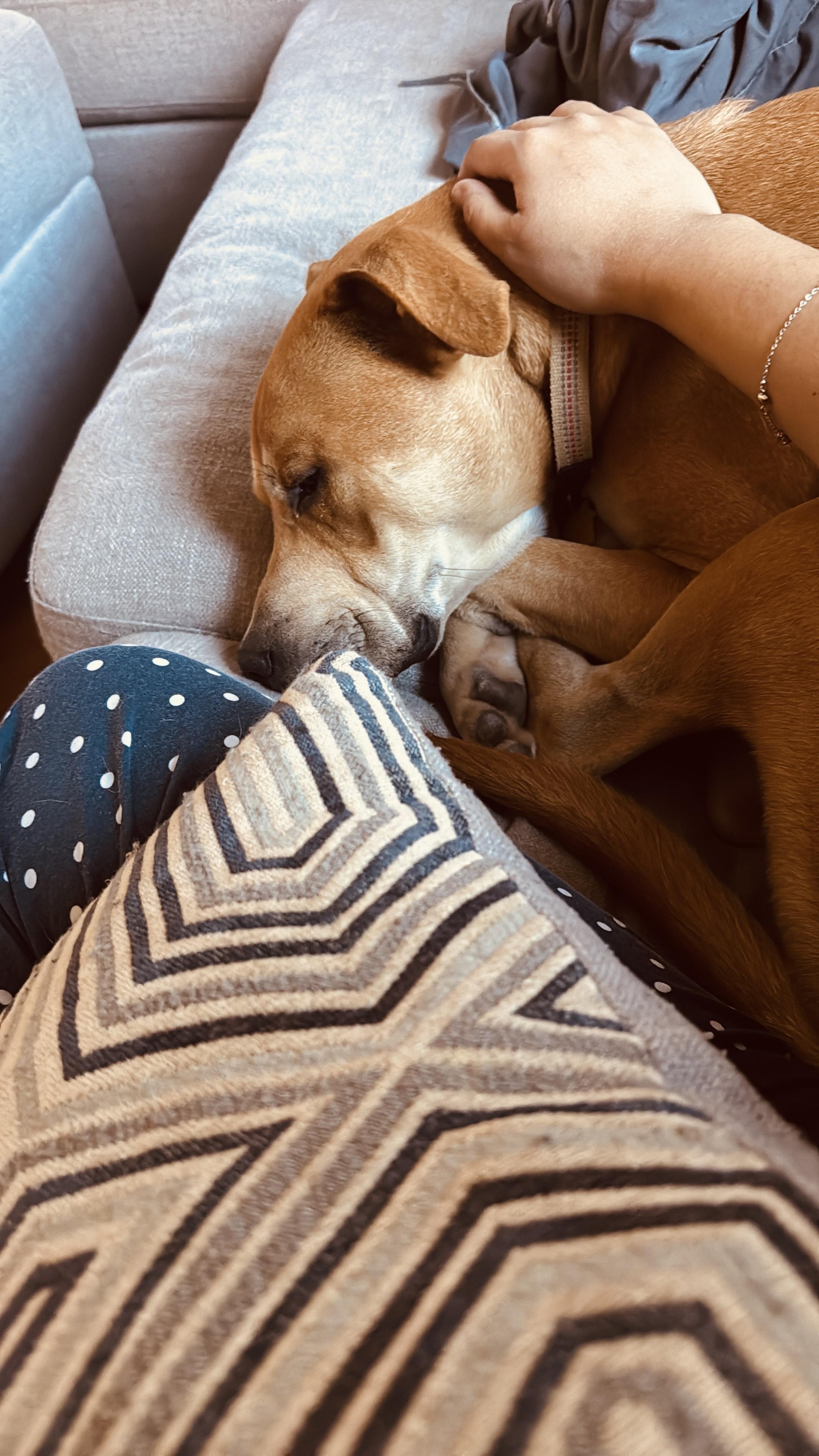 Oliver, a Adoptable mixed breed in Bridgewater, NJ image 5/5