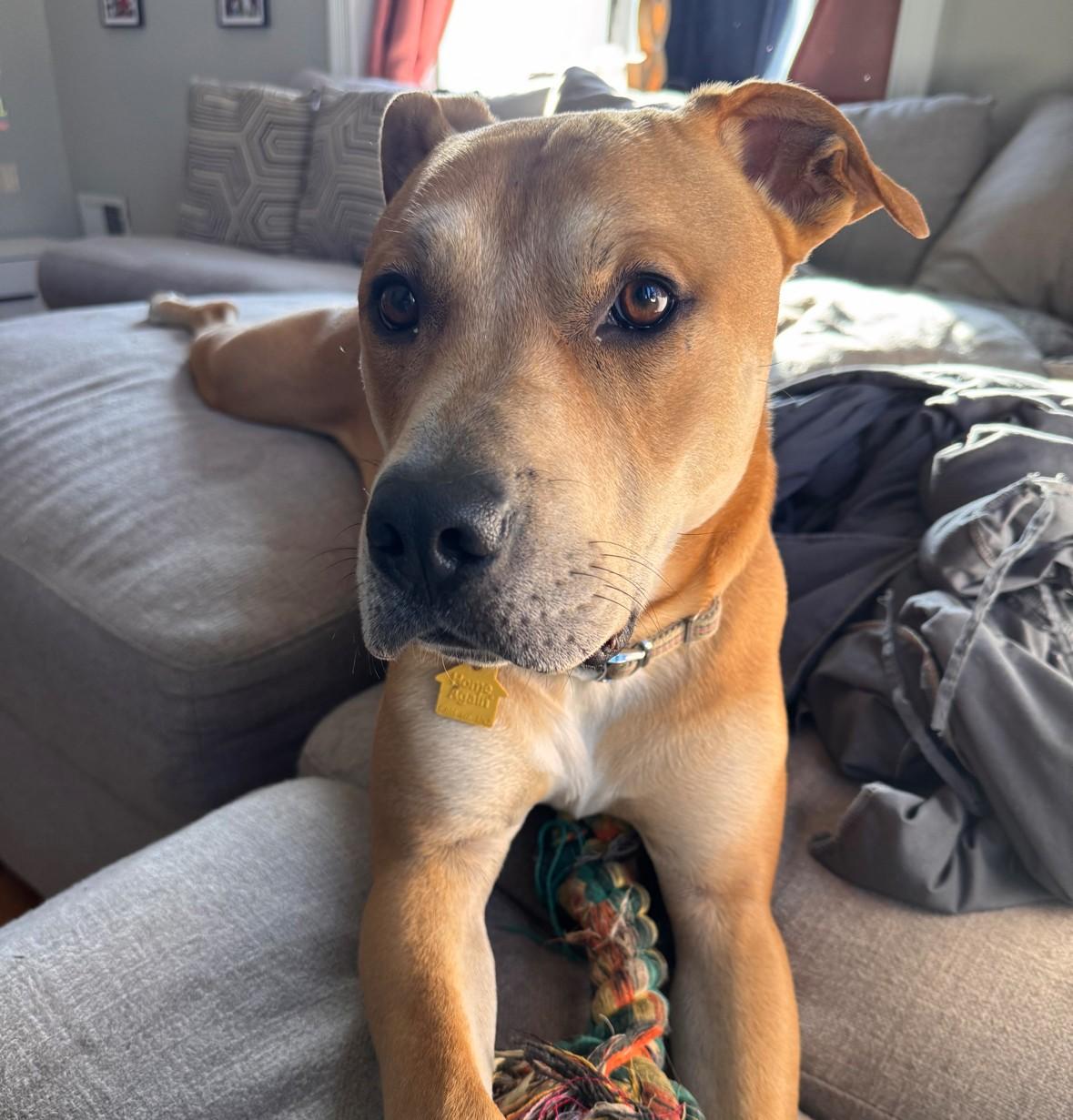 Oliver, a Adoptable mixed breed in Bridgewater, NJ image 1/5