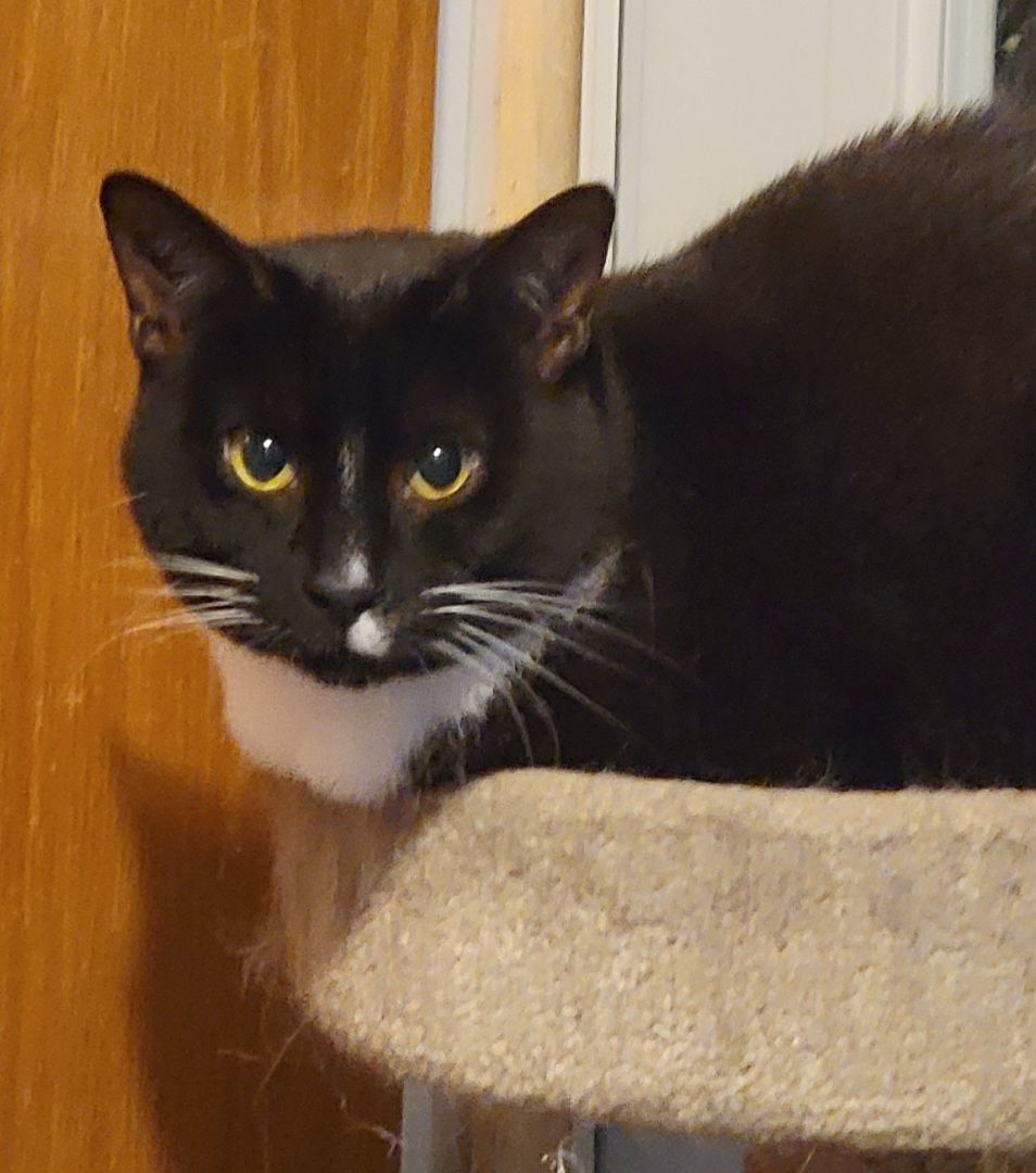 Echo, a Adoptable mixed breed in Glen Ellyn, IL image 1/3