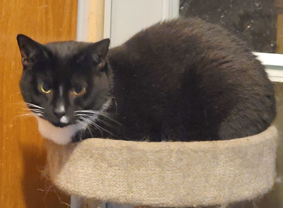 Echo, a Adoptable mixed breed in Glen Ellyn, IL image 2/3