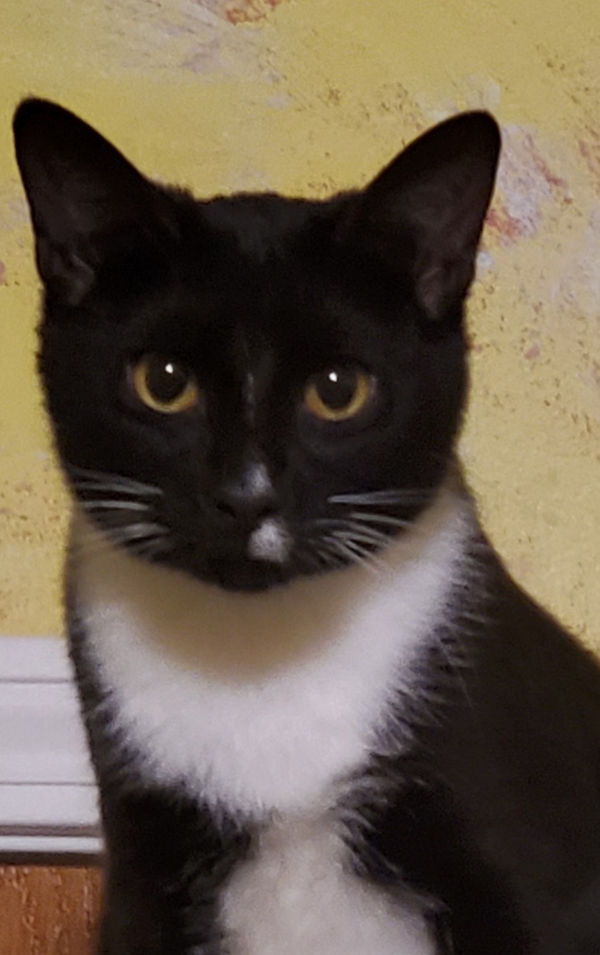 Echo, a Adoptable mixed breed in Glen Ellyn, IL image 3/3