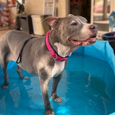 Star, a Adoptable Pit Bull Terrier in Pahrump, NV image 1/4
