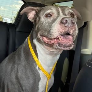 Star, a Adoptable Pit Bull Terrier in Pahrump, NV image 2/4