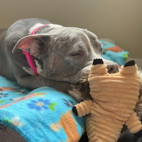 Star, a Adoptable Pit Bull Terrier in Pahrump, NV image 3/4