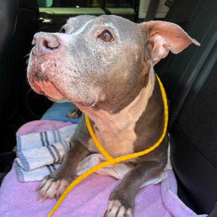 Star, a Adoptable Pit Bull Terrier in Pahrump, NV image 4/4