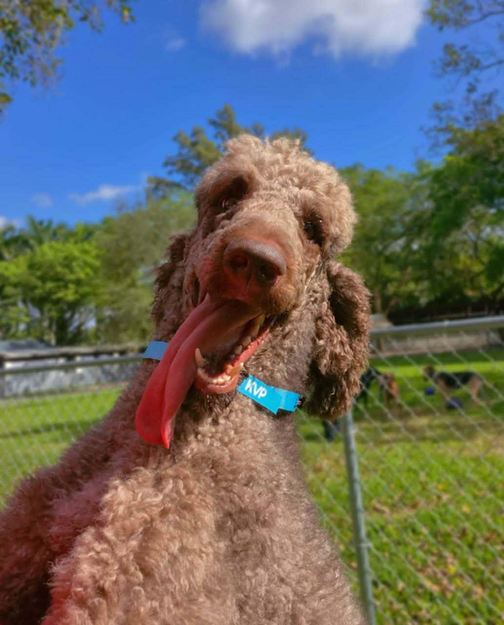 Latke, ADOPTABLE, Young Female Standard Poodle.