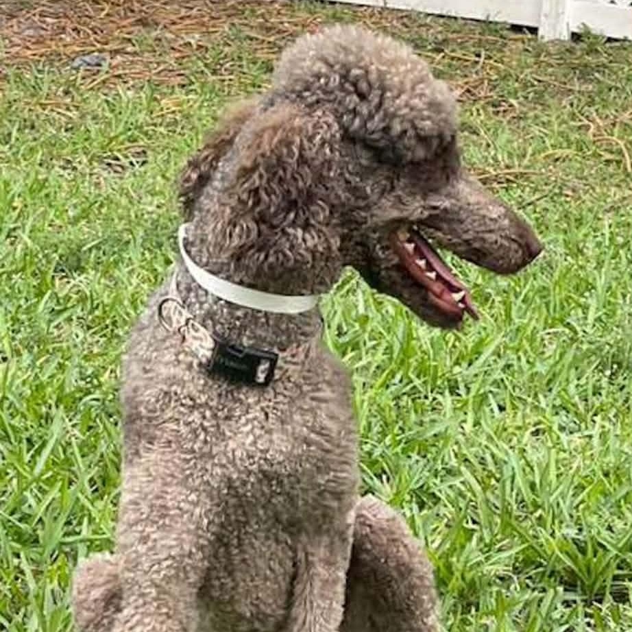 Enlarge Latke, a ADOPTABLE Standard Poodle in Miami, FL image 2/4