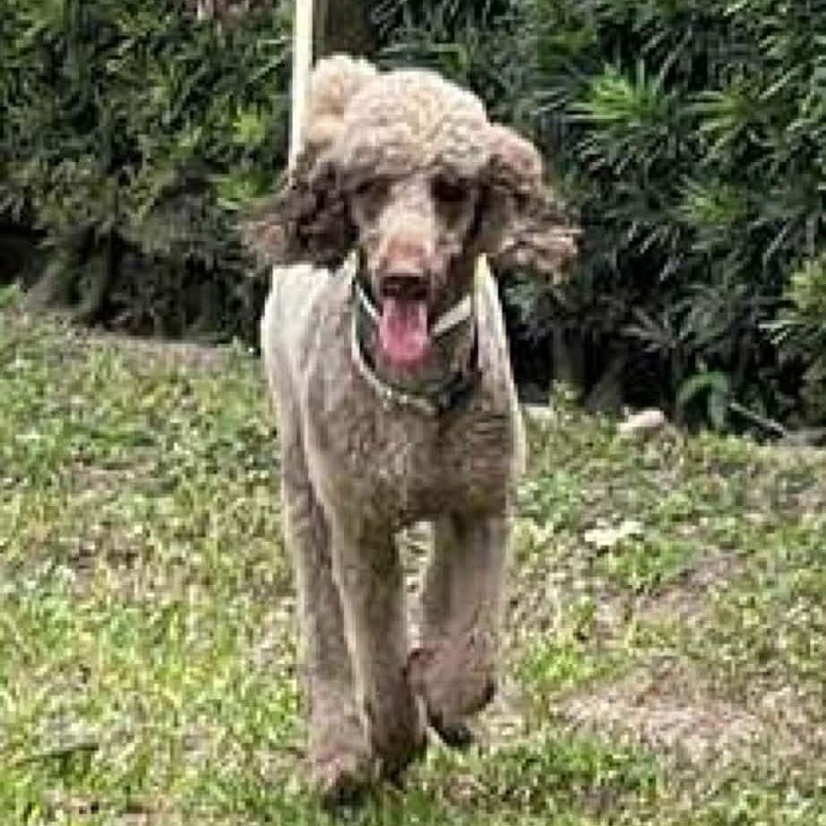 Enlarge Latke, a ADOPTABLE Standard Poodle in Miami, FL image 4/4