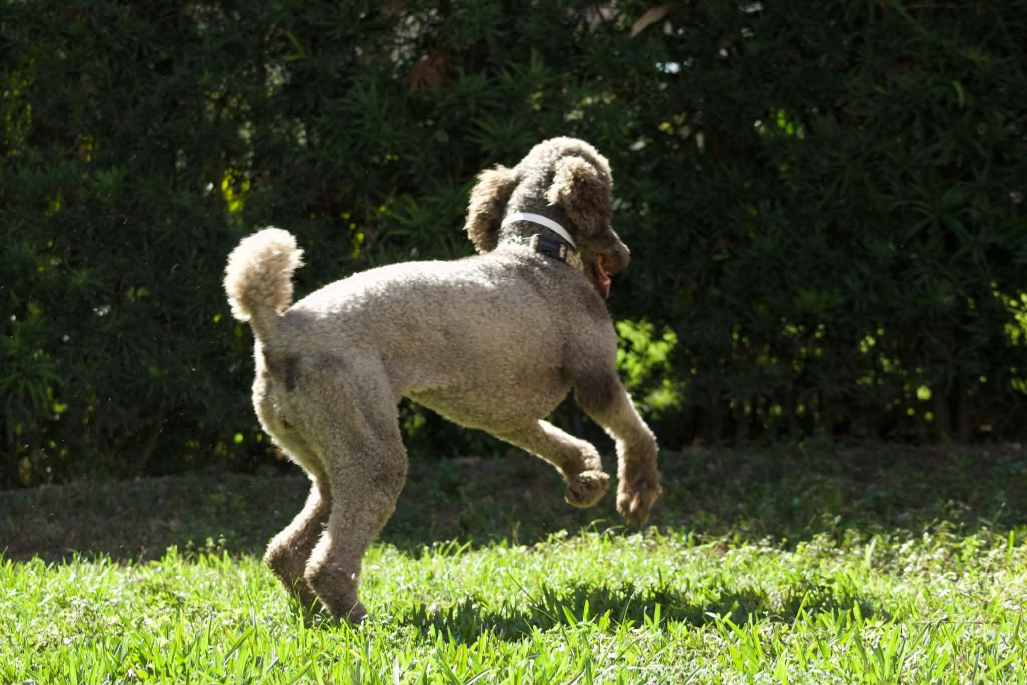 Enlarge Latke, a ADOPTABLE Standard Poodle in Miami, FL image 3/4