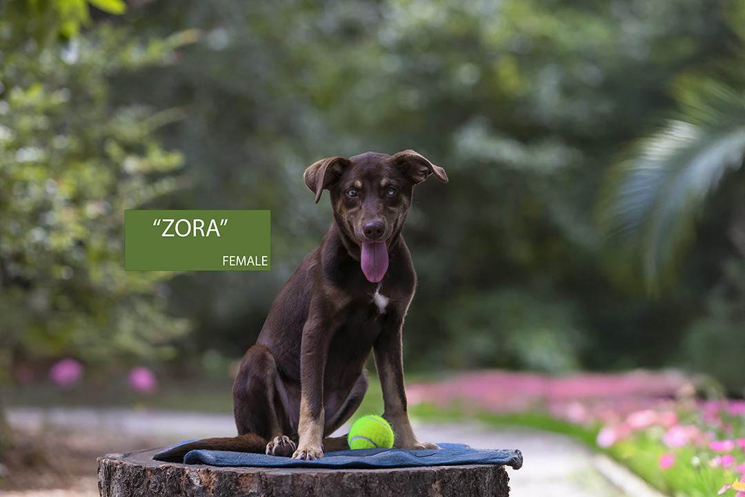 Zora