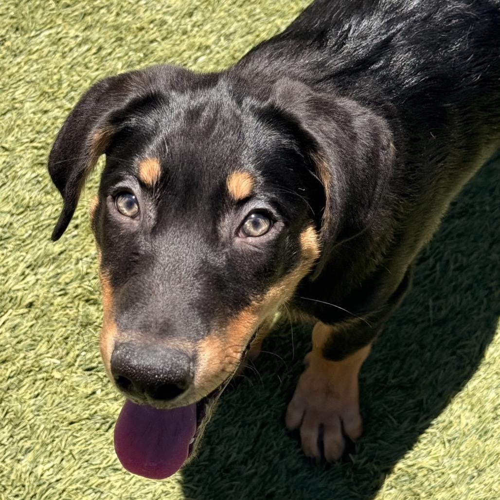 Moose, Adoptable, Puppy Male Rottweiler.
