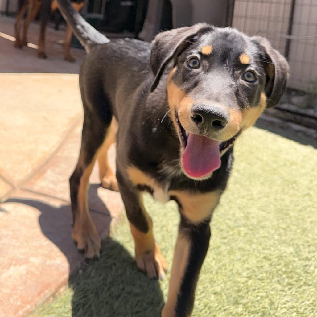 Moose, a Adoptable Rottweiler in Fresno, CA image 2/6