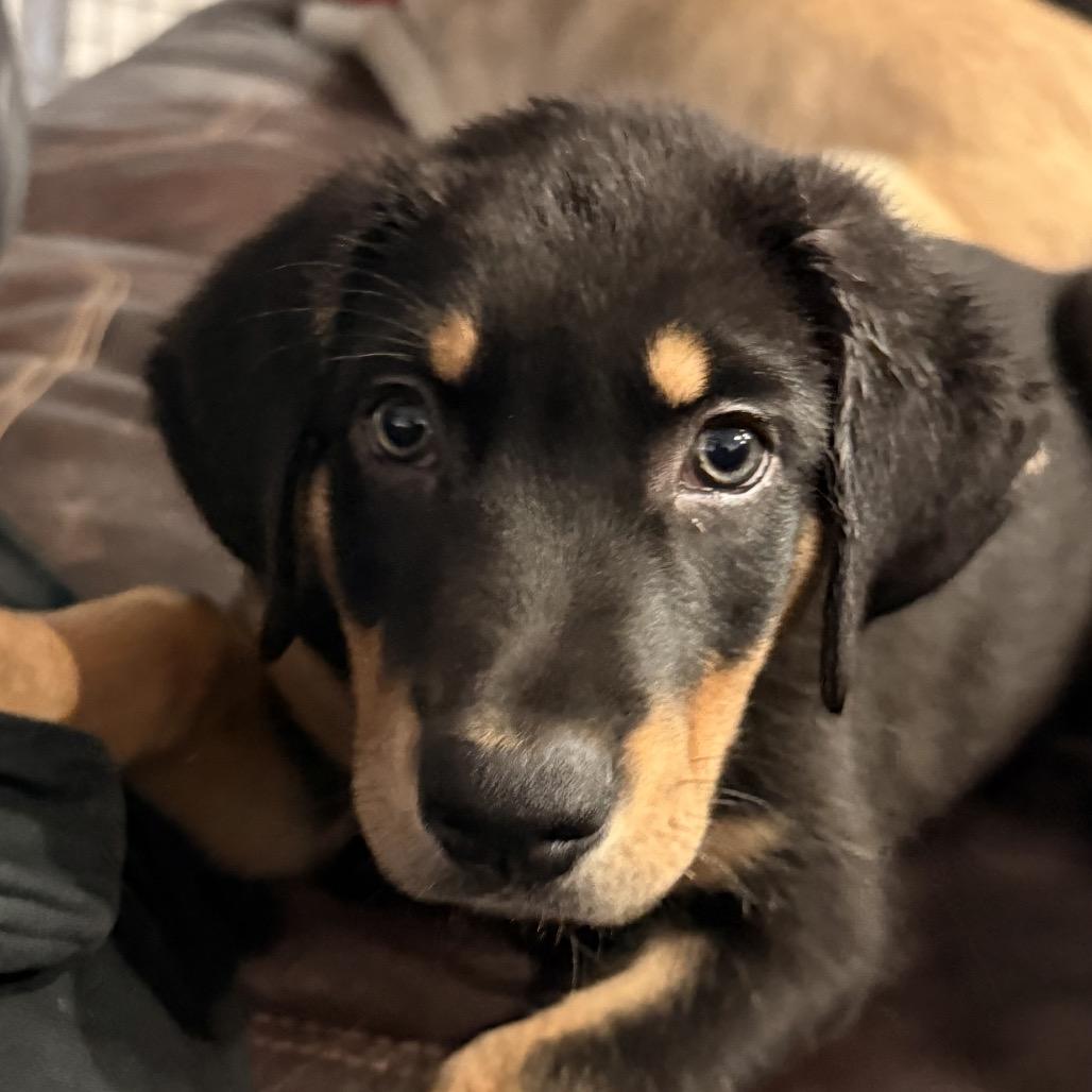 Moose, a Adoptable Rottweiler in Fresno, CA image 3/6