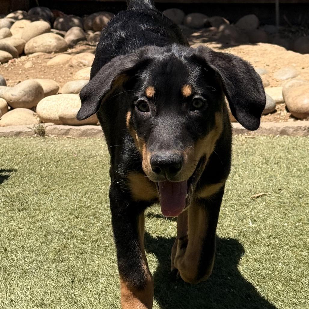 Moose, a Adoptable Rottweiler in Fresno, CA image 4/6