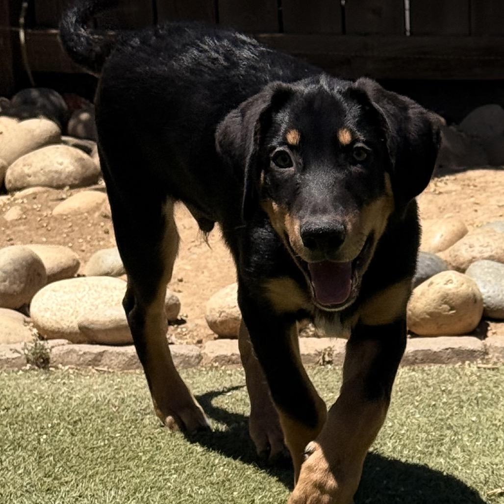Moose, a Adoptable Rottweiler in Fresno, CA image 5/6