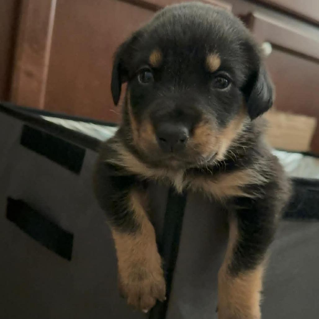 Moose, a Adoptable Rottweiler in Fresno, CA image 6/6