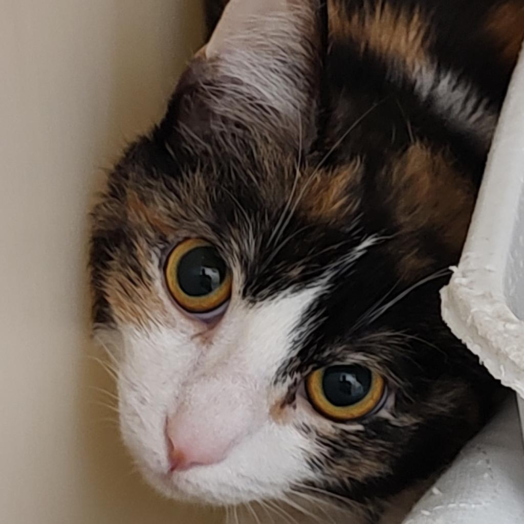 Pudding, a Adoptable Domestic Short Hair in Zanesville, OH image 1/2