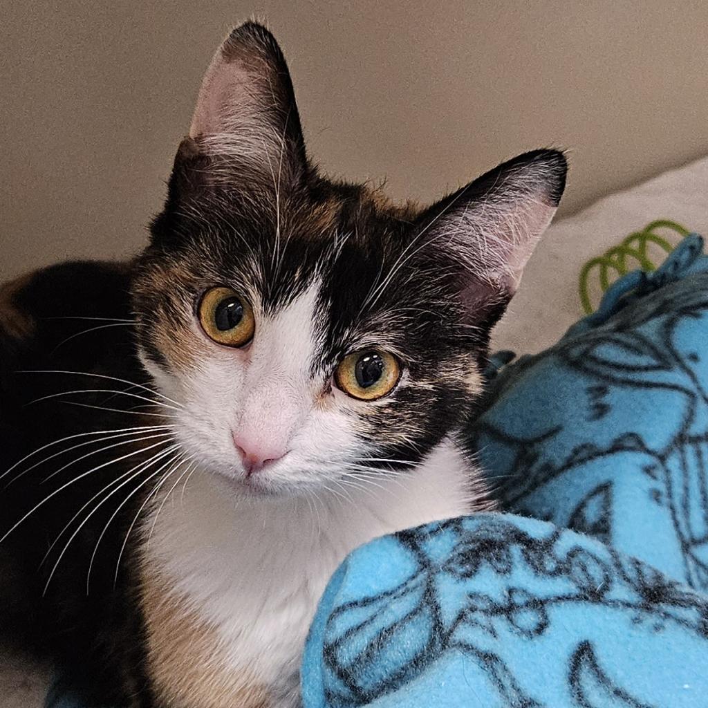 Pudding, a Adoptable Domestic Short Hair in Zanesville, OH image 2/2