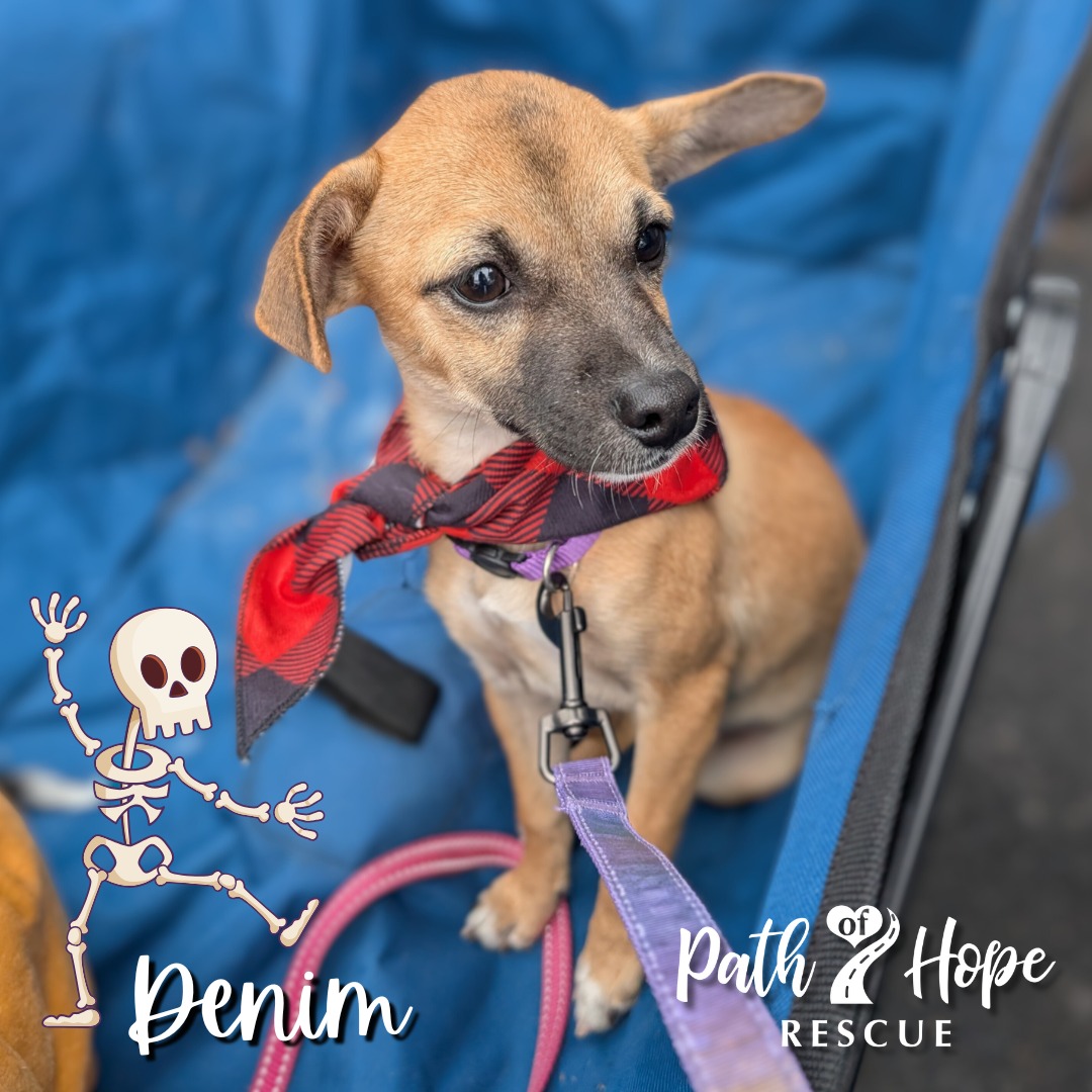 Dog for adoption Denim, a Chihuahua Mix in Bonners Ferry, ID Petfinder