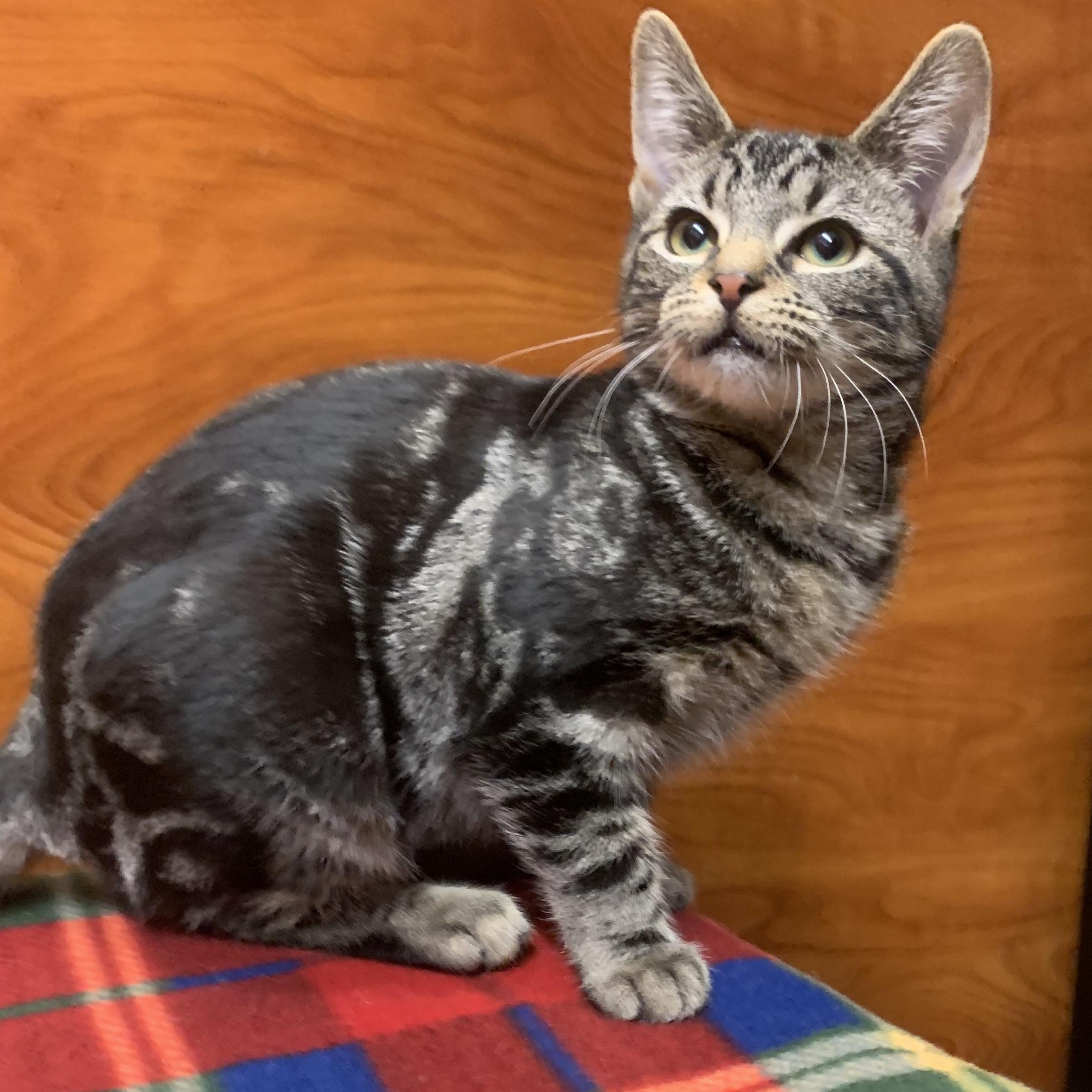 Enlarge Lexi, a Adoptable mixed breed in Port Jefferson Station, NY image 1/1