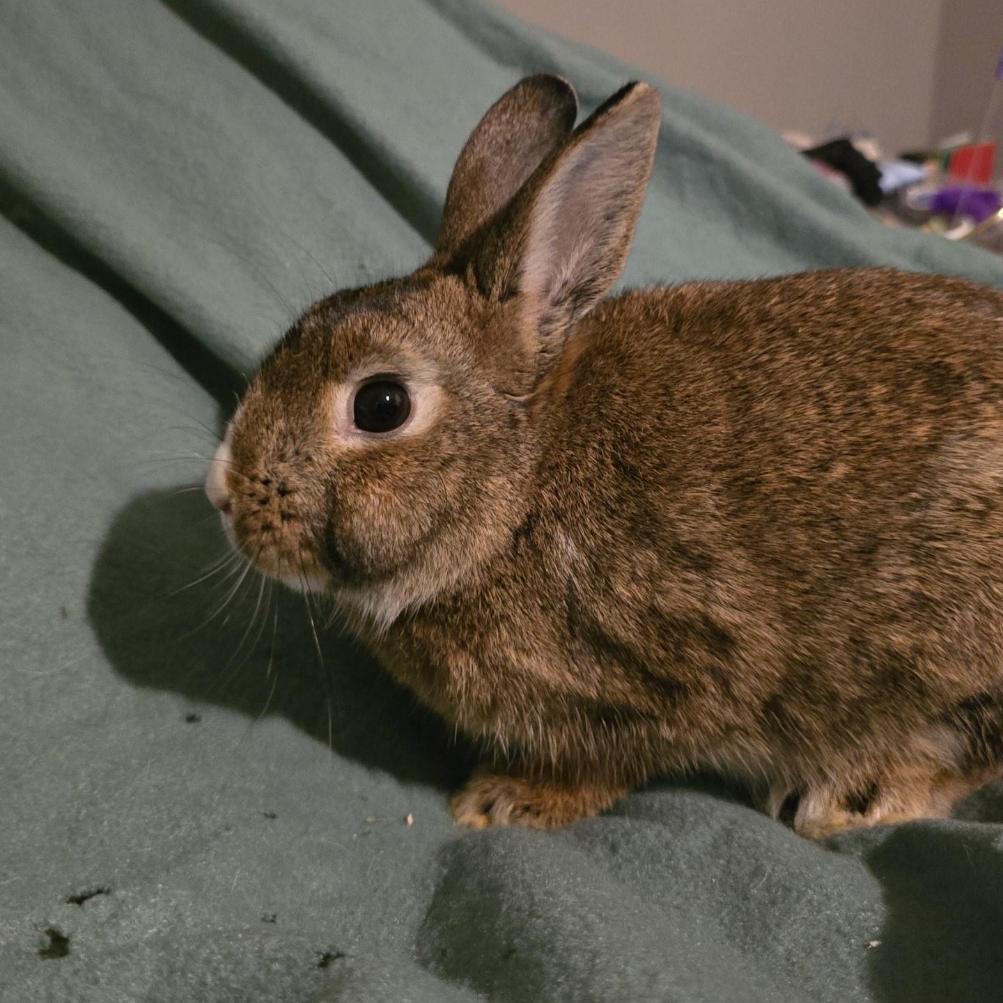 Link Larkin, ADOPTABLE, Young Male Dwarf.