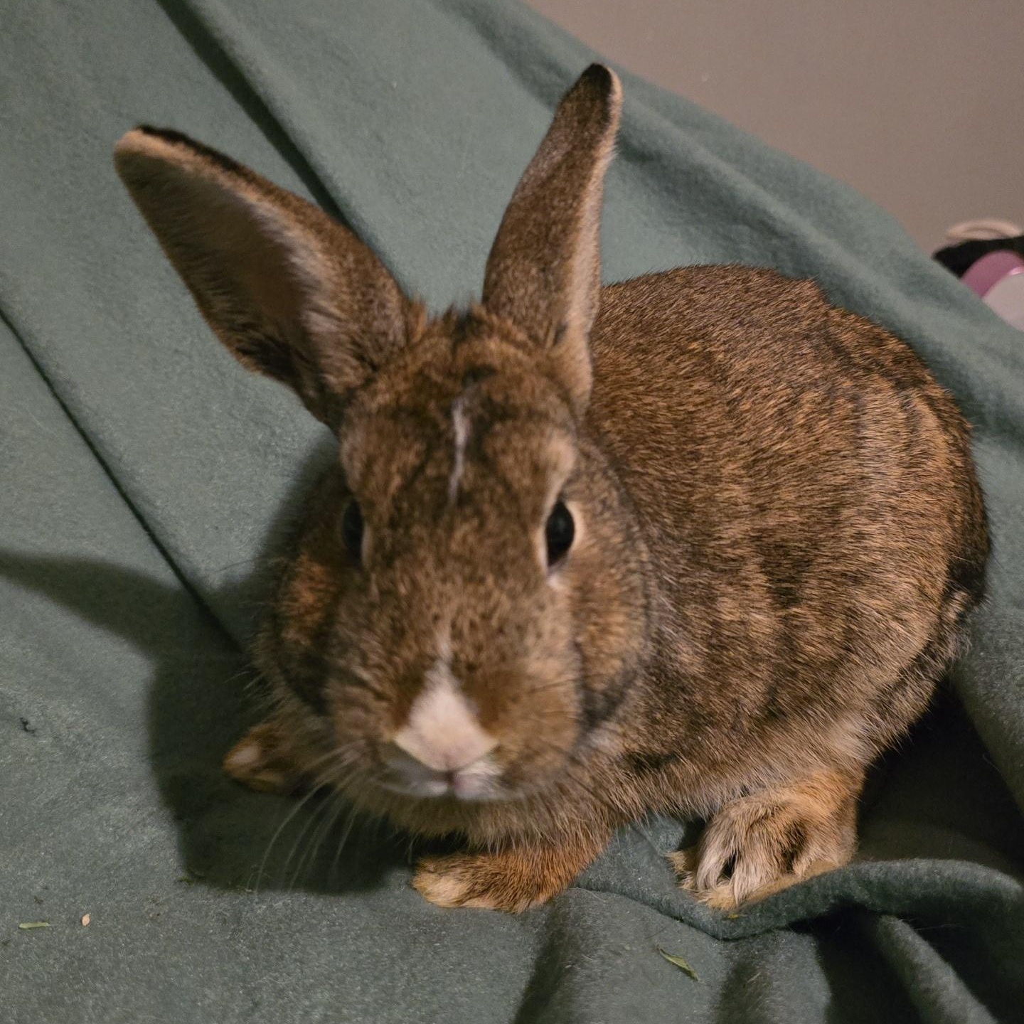 Enlarge Link Larkin, an adopted mixed breed in Knoxville, TN image 2/2