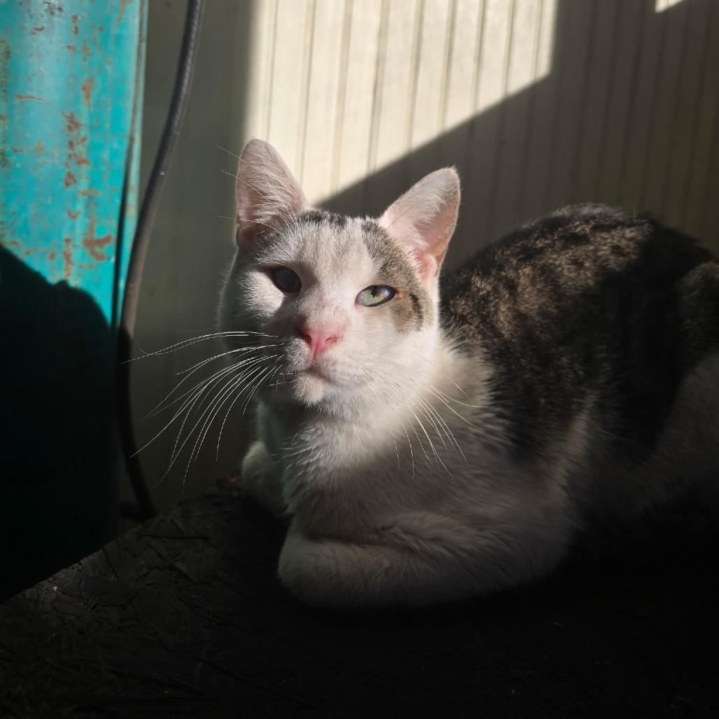 Enlarge Theo Jones Jo, a Adoptable Domestic Short Hair in Tallahassee, FL image 1/2