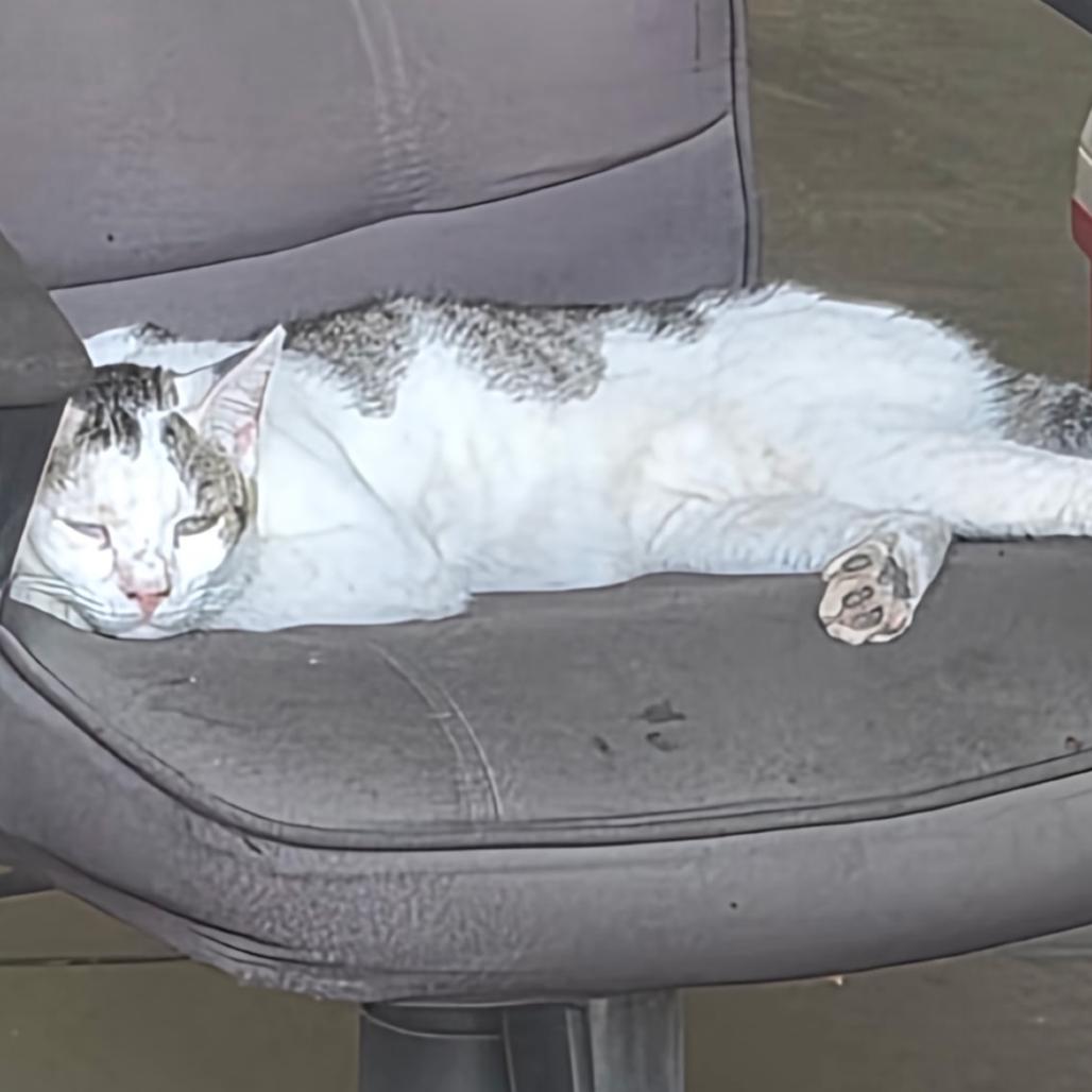 Enlarge Theo Jones Jo, a Adoptable Domestic Short Hair in Tallahassee, FL image 2/2