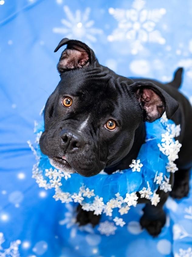 Dinah, ADOPTABLE, Adult Female Mixed Breed.