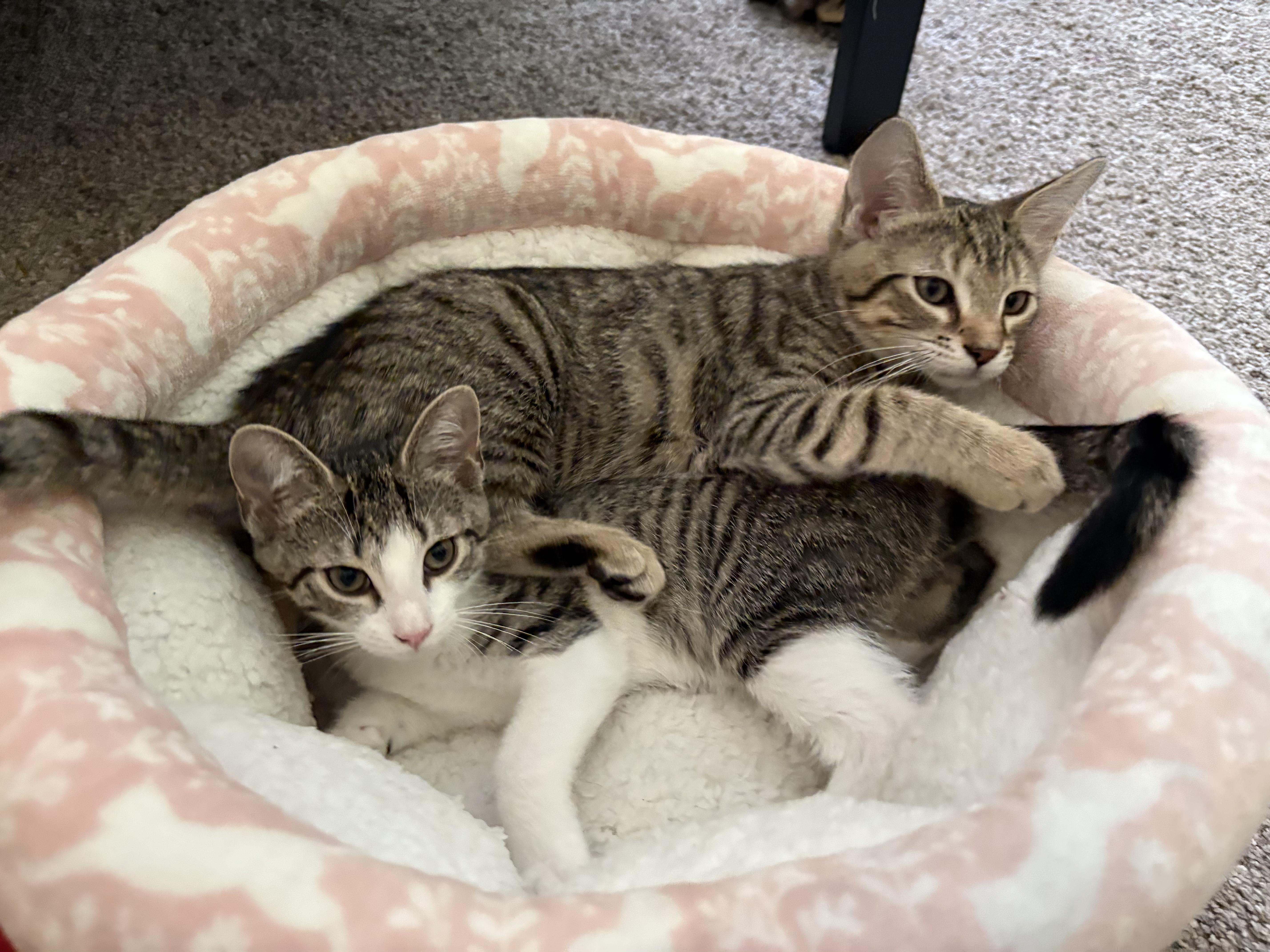Enlarge Blossom, a ADOPTABLE Domestic Short Hair in Dover, DE image 4/5