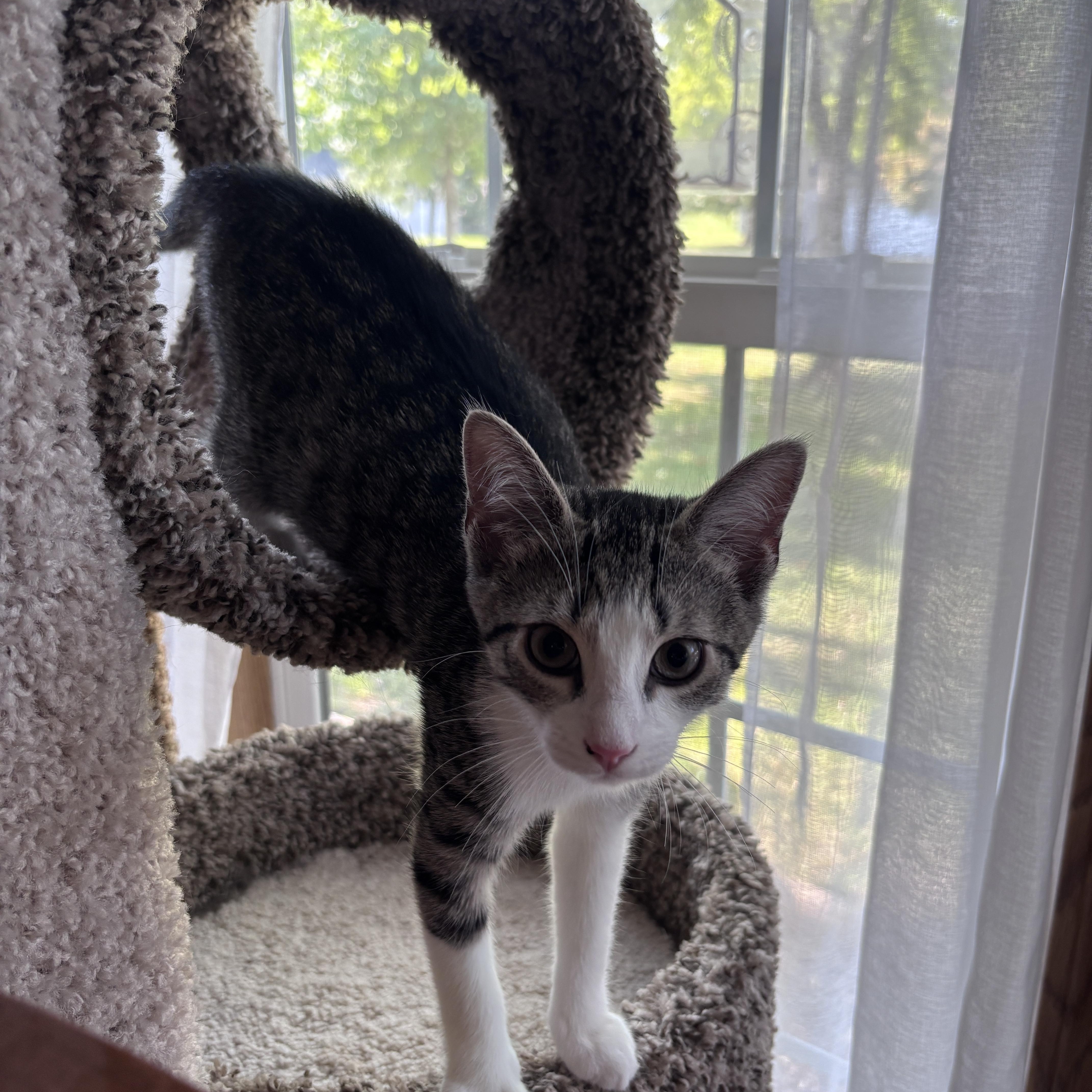 Enlarge Blossom, a ADOPTABLE Domestic Short Hair in Dover, DE image 5/5