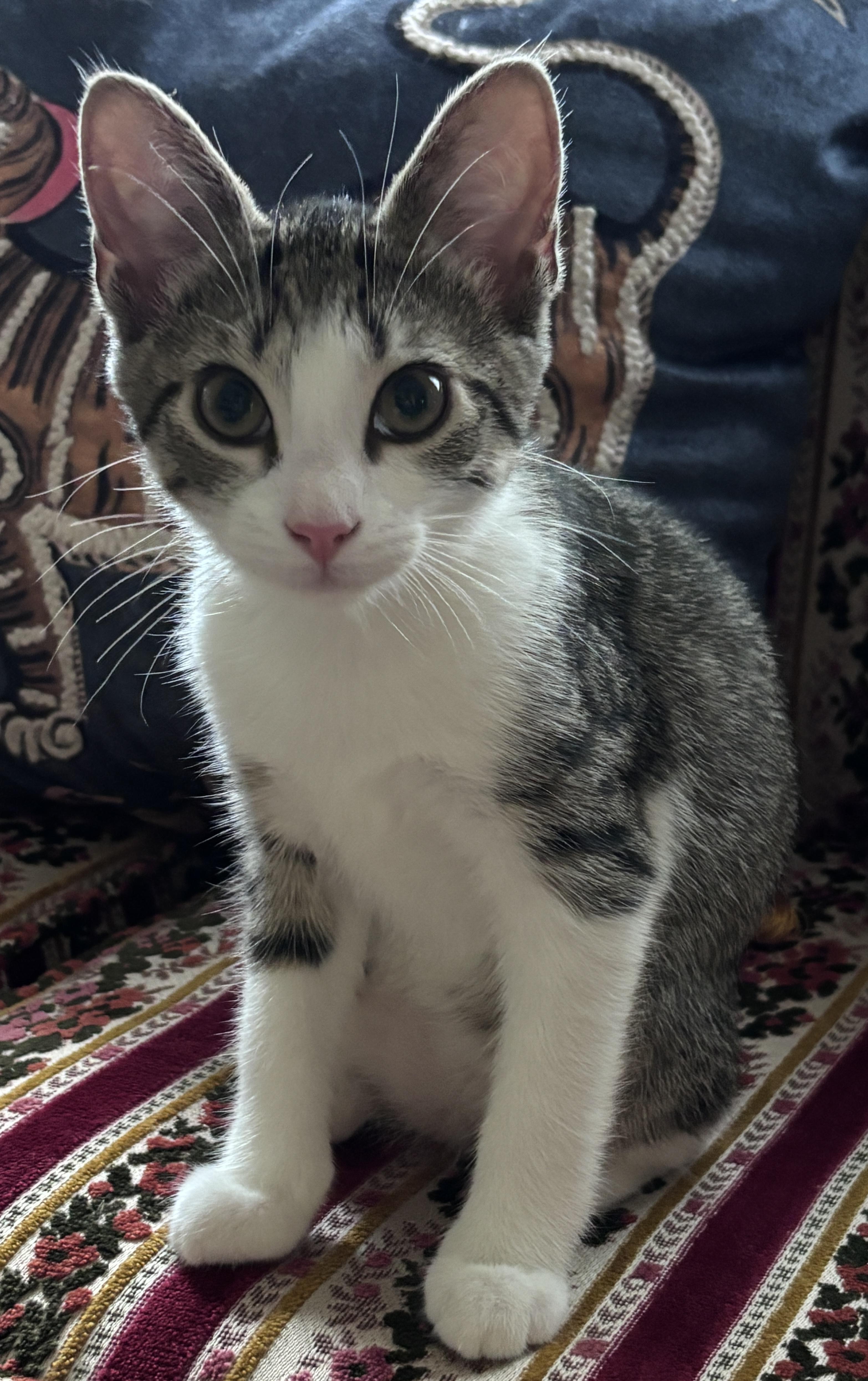 Enlarge Blossom, a ADOPTABLE Domestic Short Hair in Dover, DE image 3/5