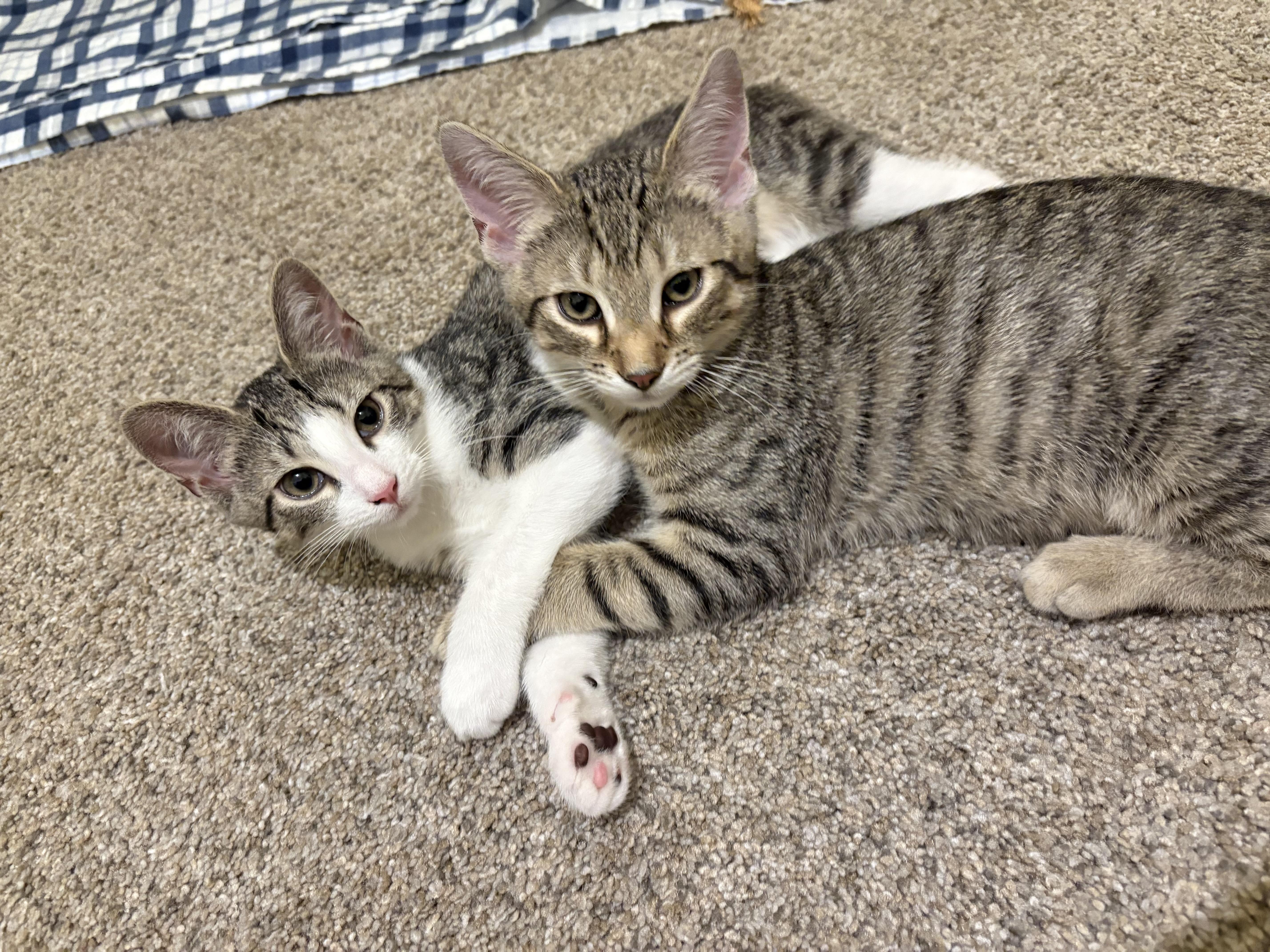 Enlarge Blossom, a ADOPTABLE Domestic Short Hair in Dover, DE image 2/5