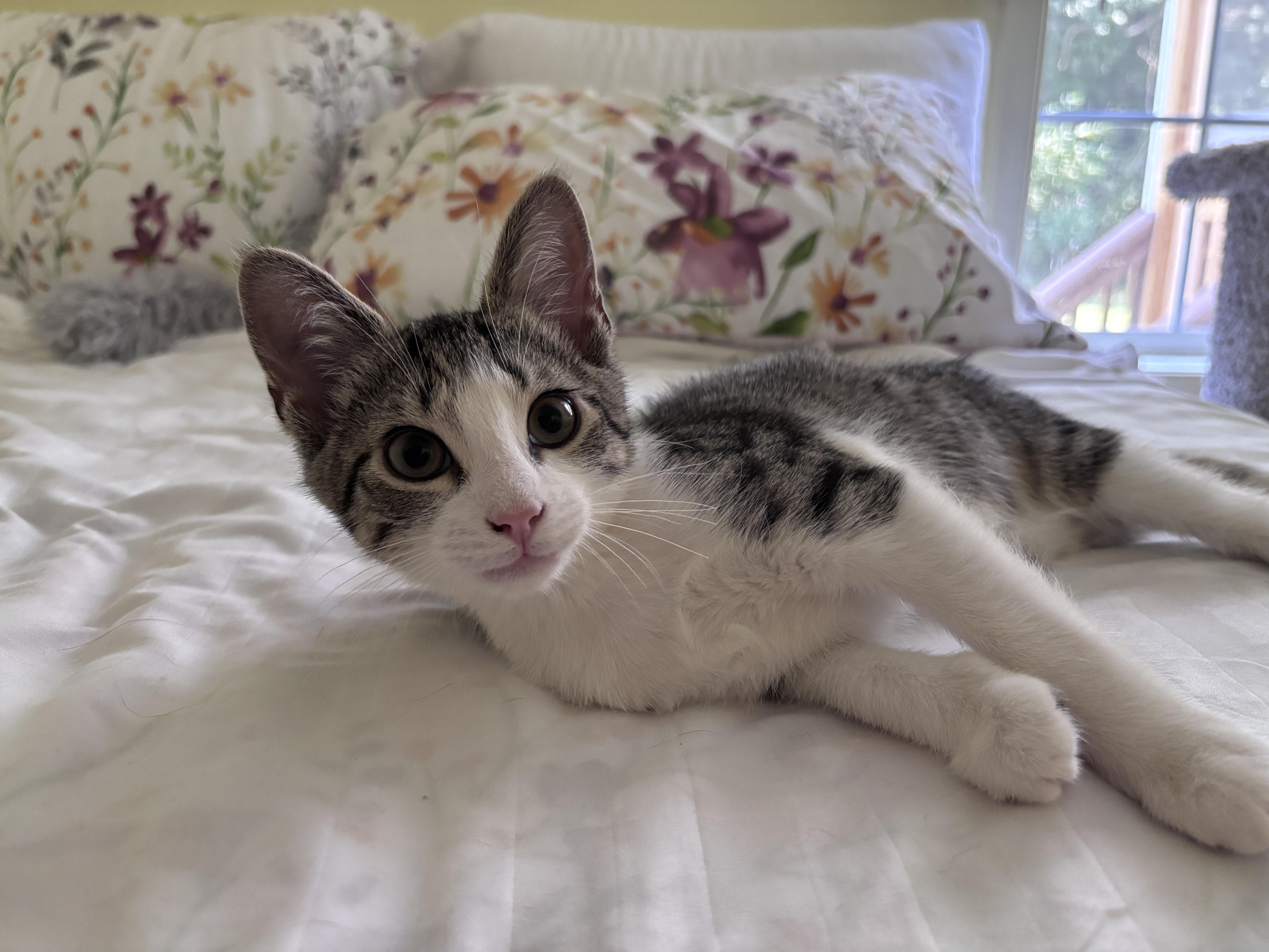 Blossom, ADOPTABLE, Kitten Female Domestic Short Hair.